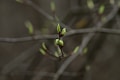 a close up of a tree branch with buds