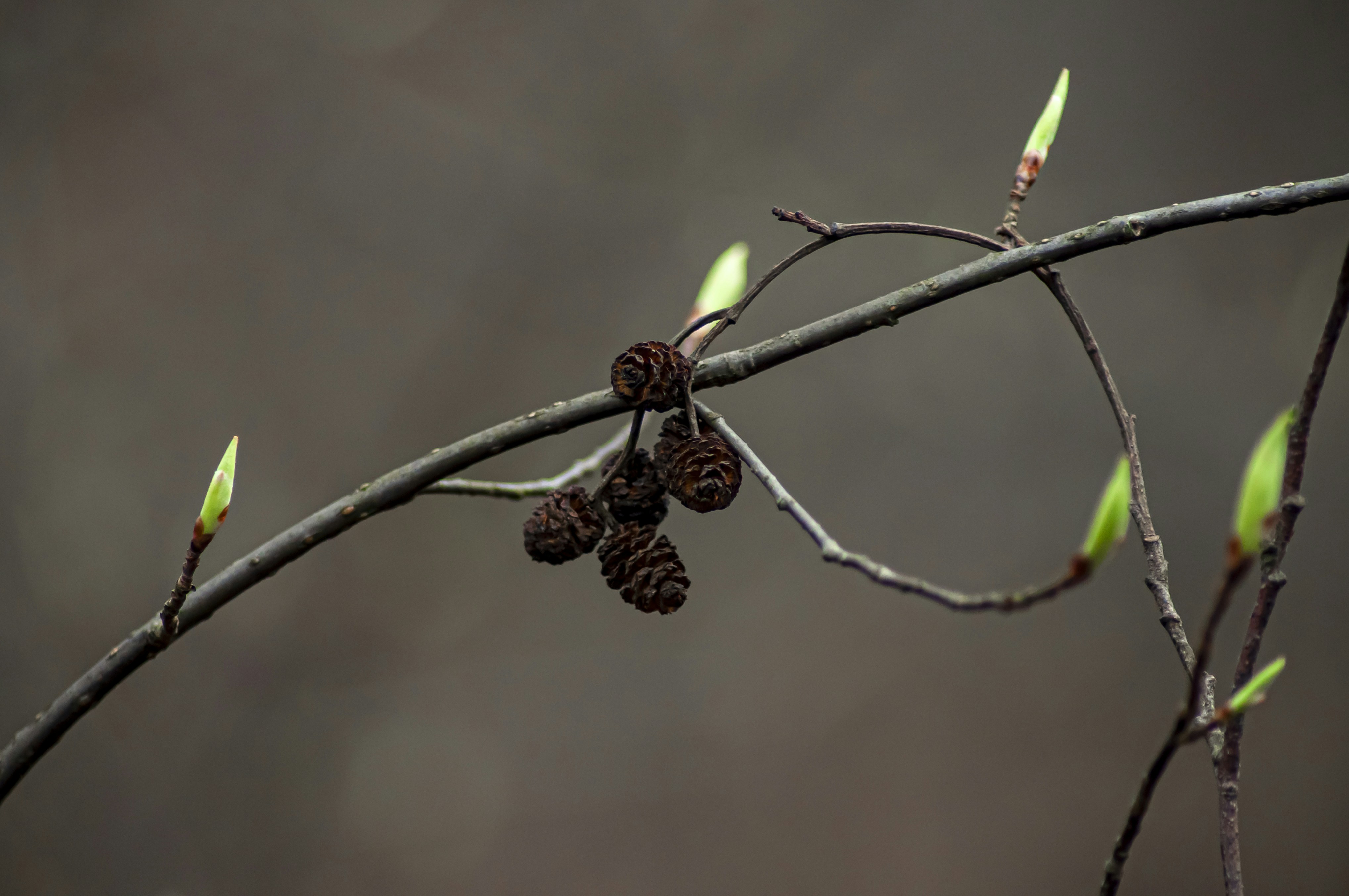 a branch with some small pine cones on it