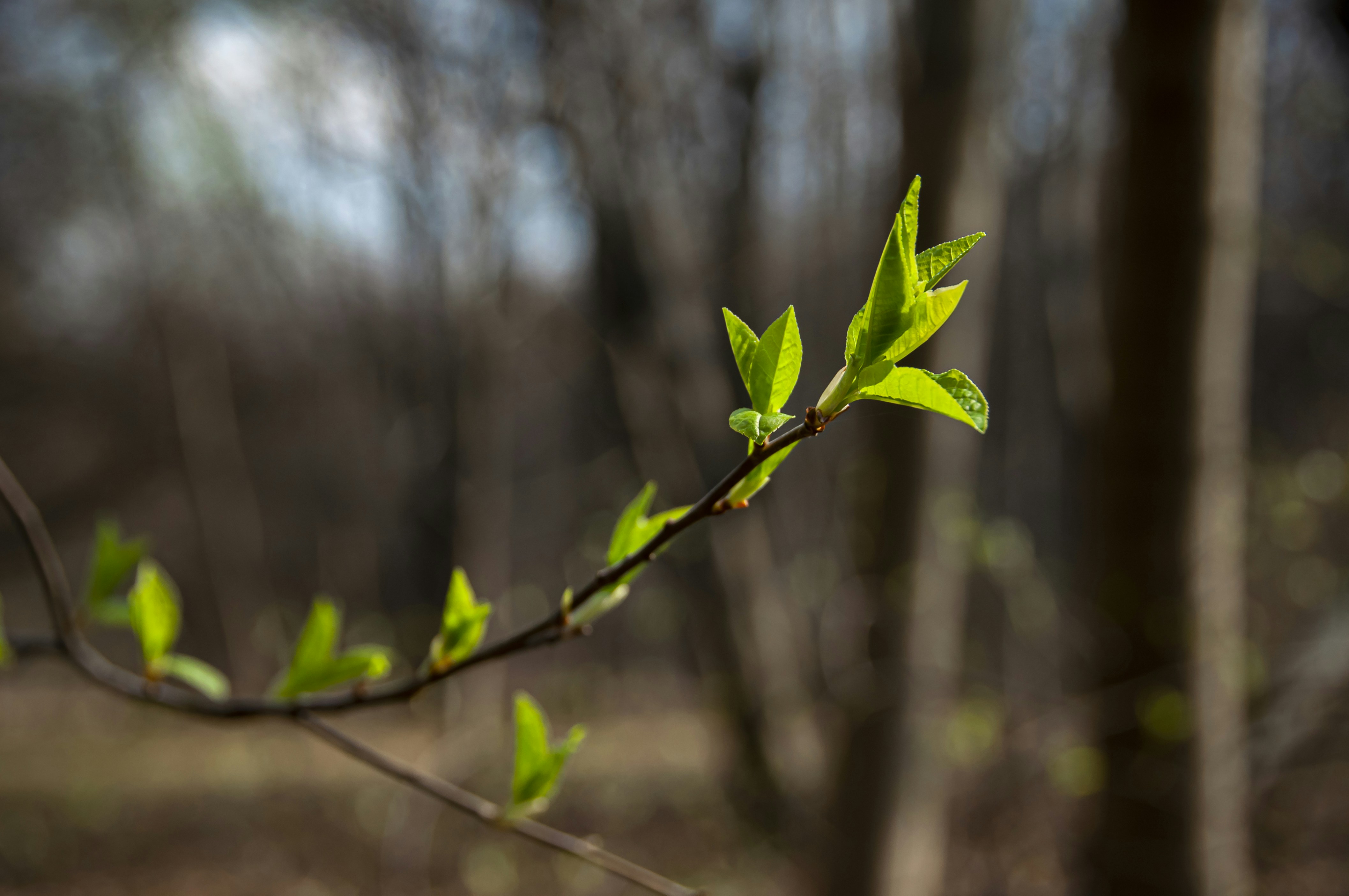 Photo by nikkitenkos