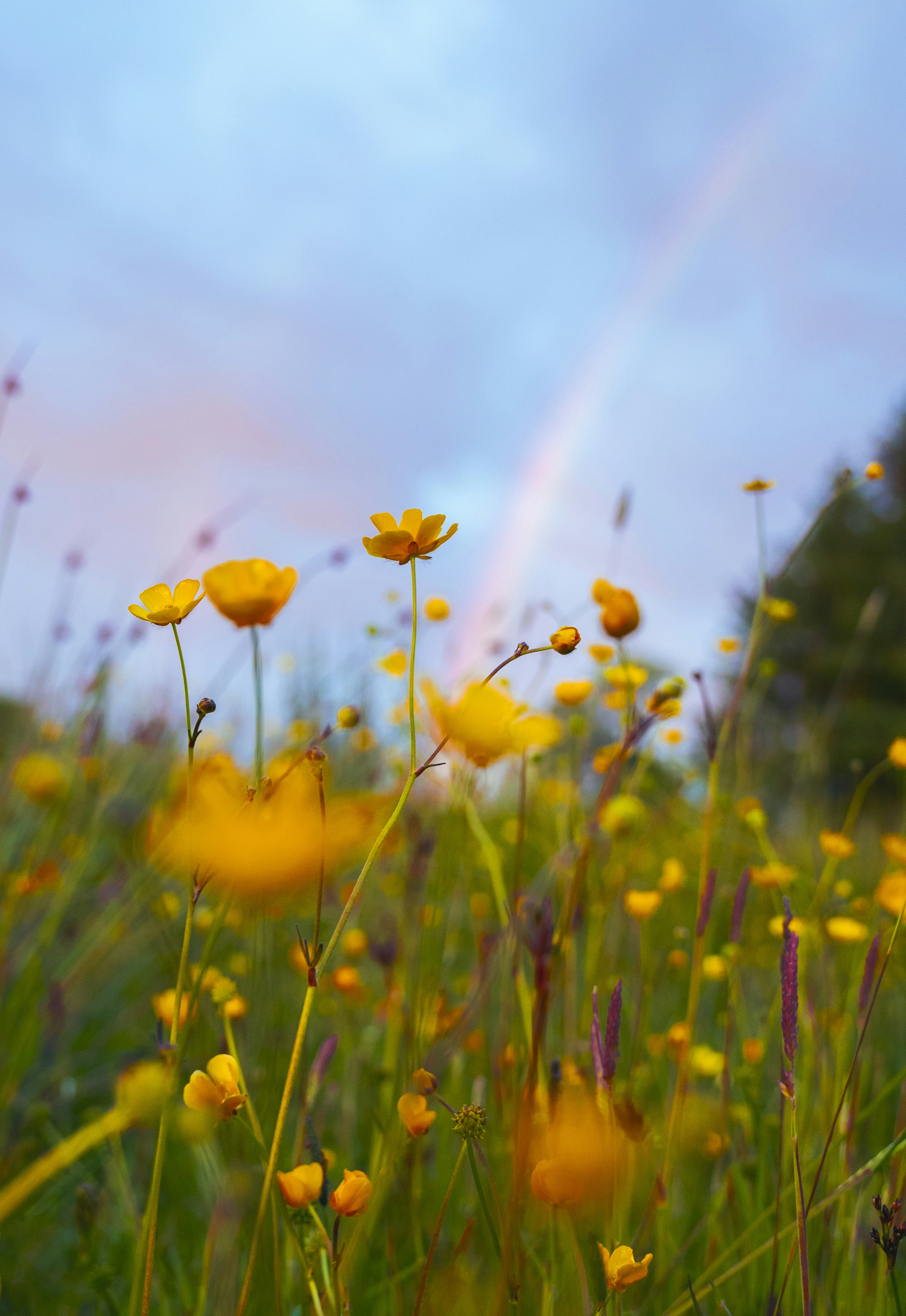 a field of yellow flowers with a rainbow in the background