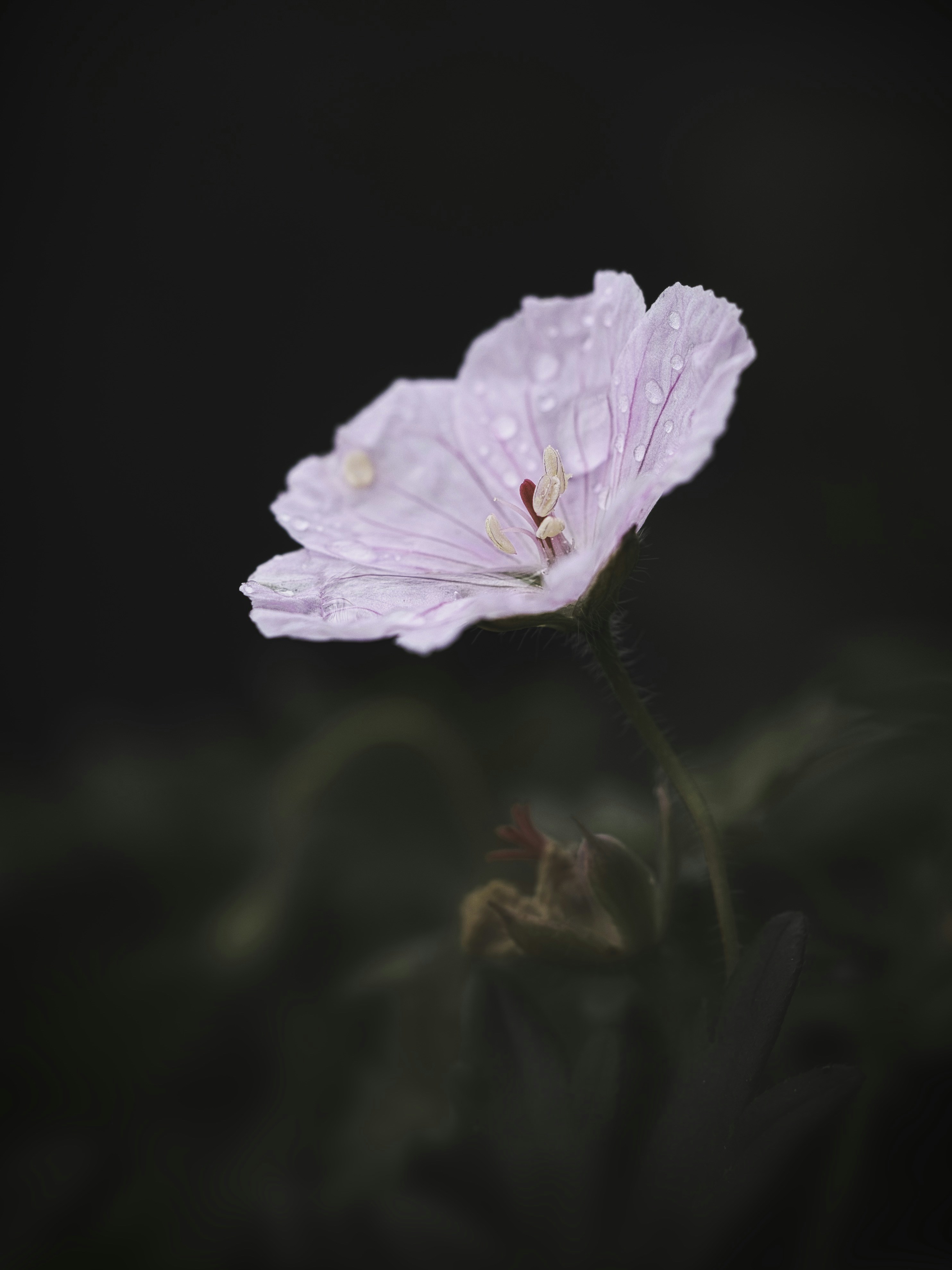 a pink flower with water droplets on it