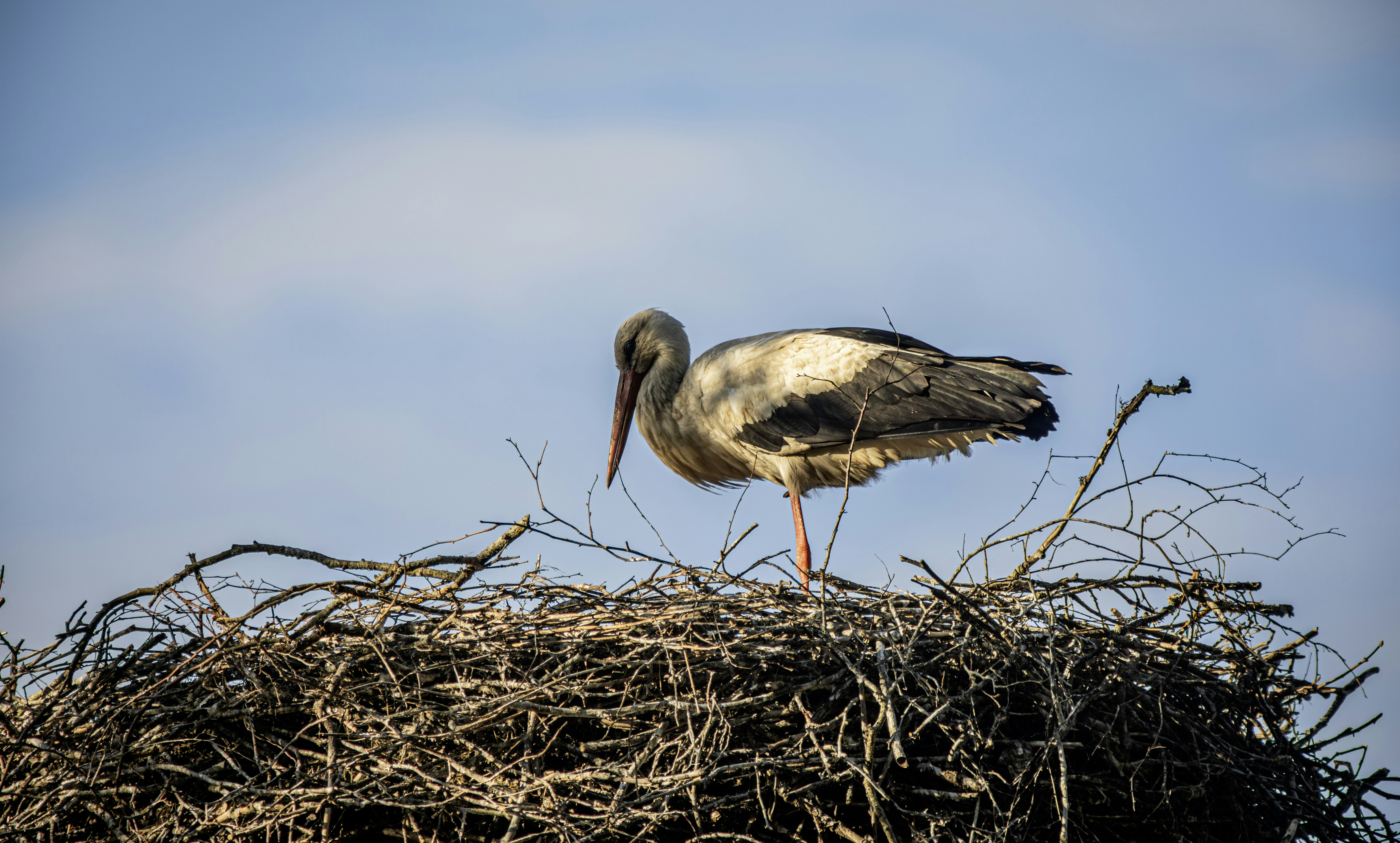 Photo by erik_karits