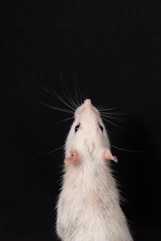 a white rat sitting on its hind legs