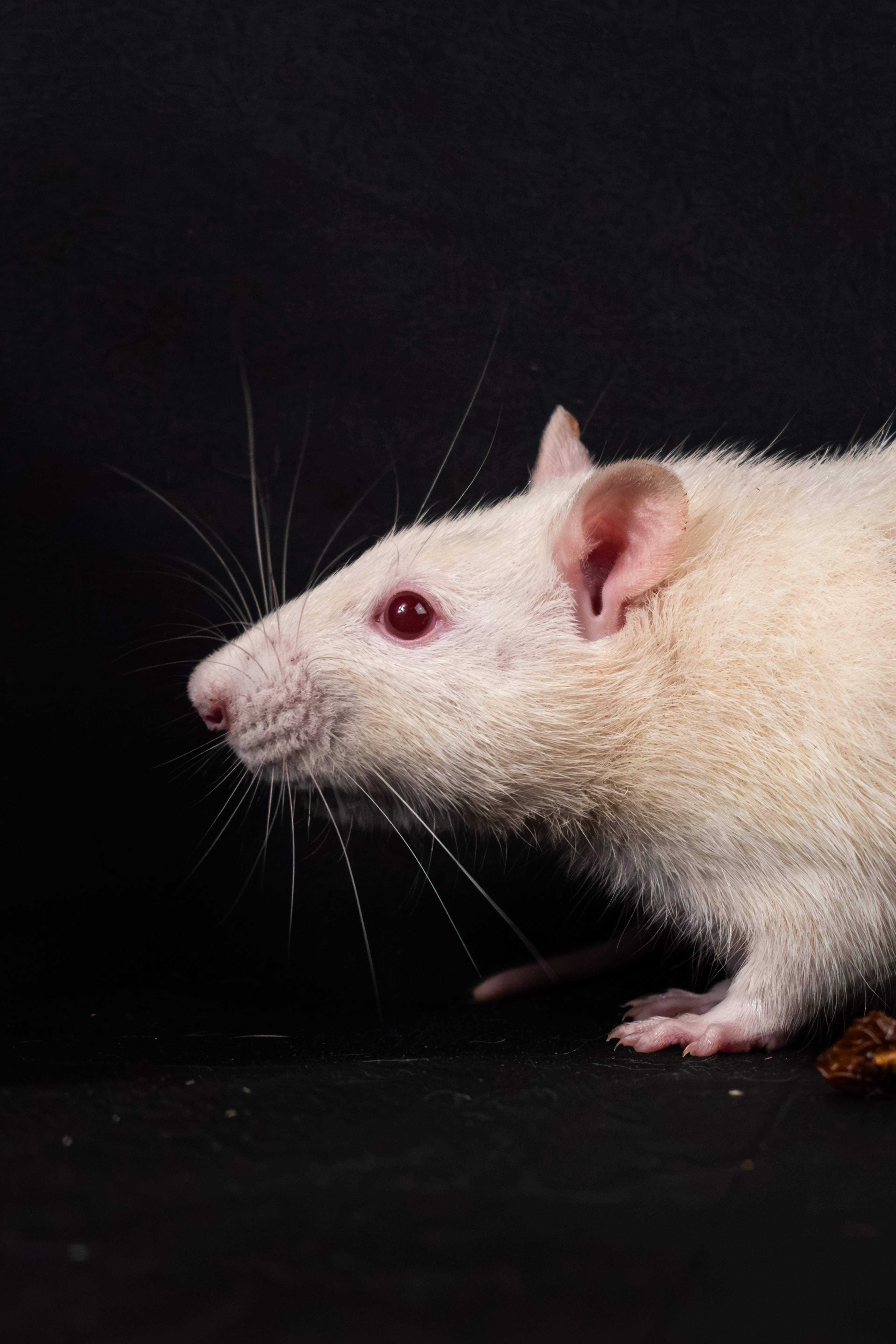 White dumbo rat on a dark surface