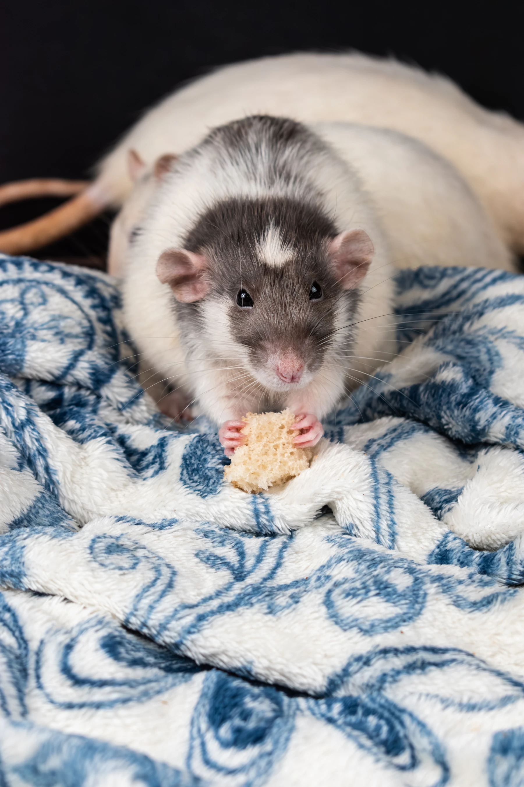 A grey and white hooded rat holding a piece of food on a blue patterned fleece blanket