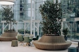a room with a table, chairs, and potted trees
