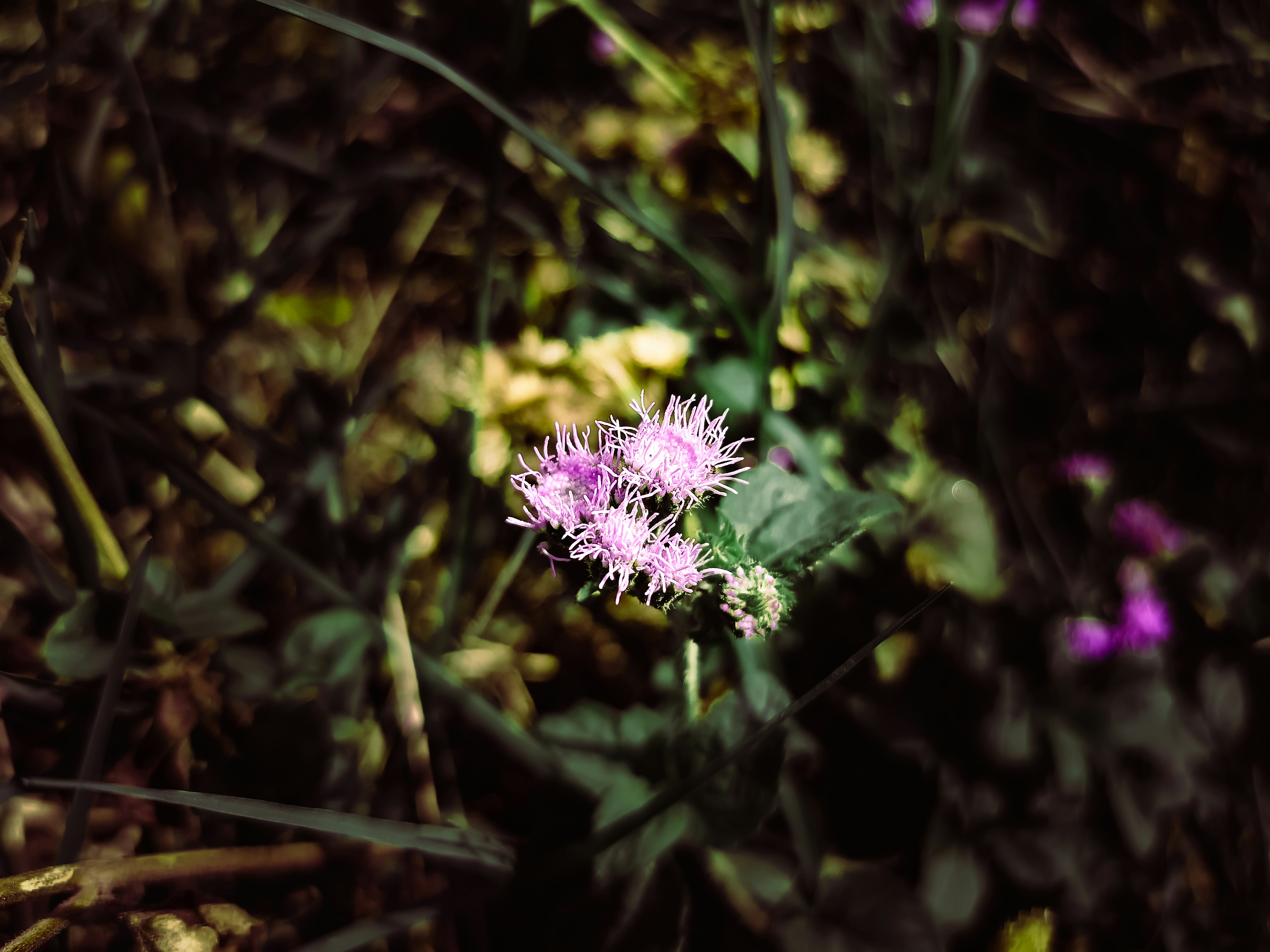 Photo by yadav_nilesh004