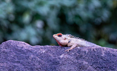 a lizard sitting on top of a large rock