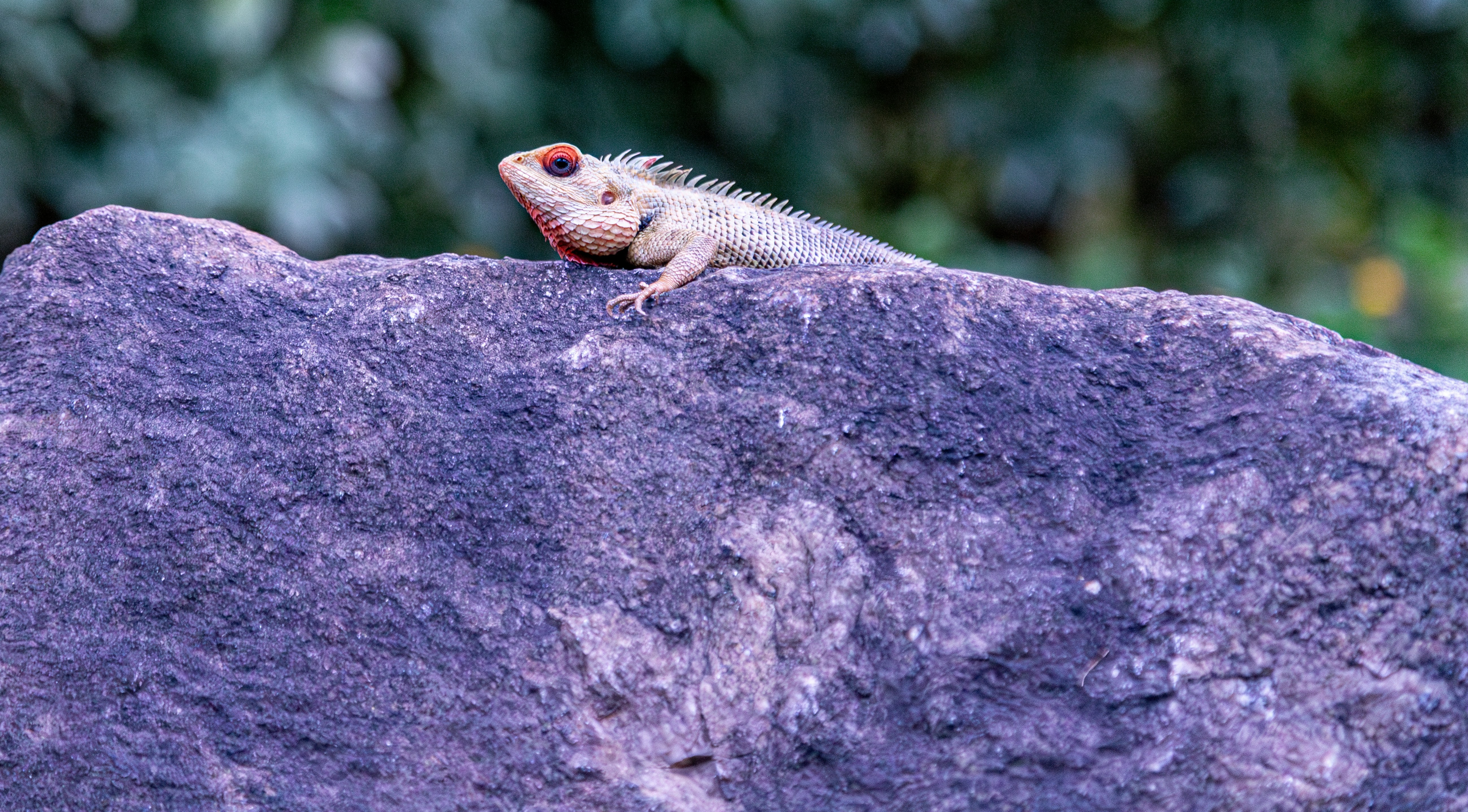 The image captures a garden lizard resting on a rock, blending with its natural surroundings. The lizard's detailed scales and brown coloration are prominent, and the background features out-of-focus greenery, highlighting the reptile's natural habitat.