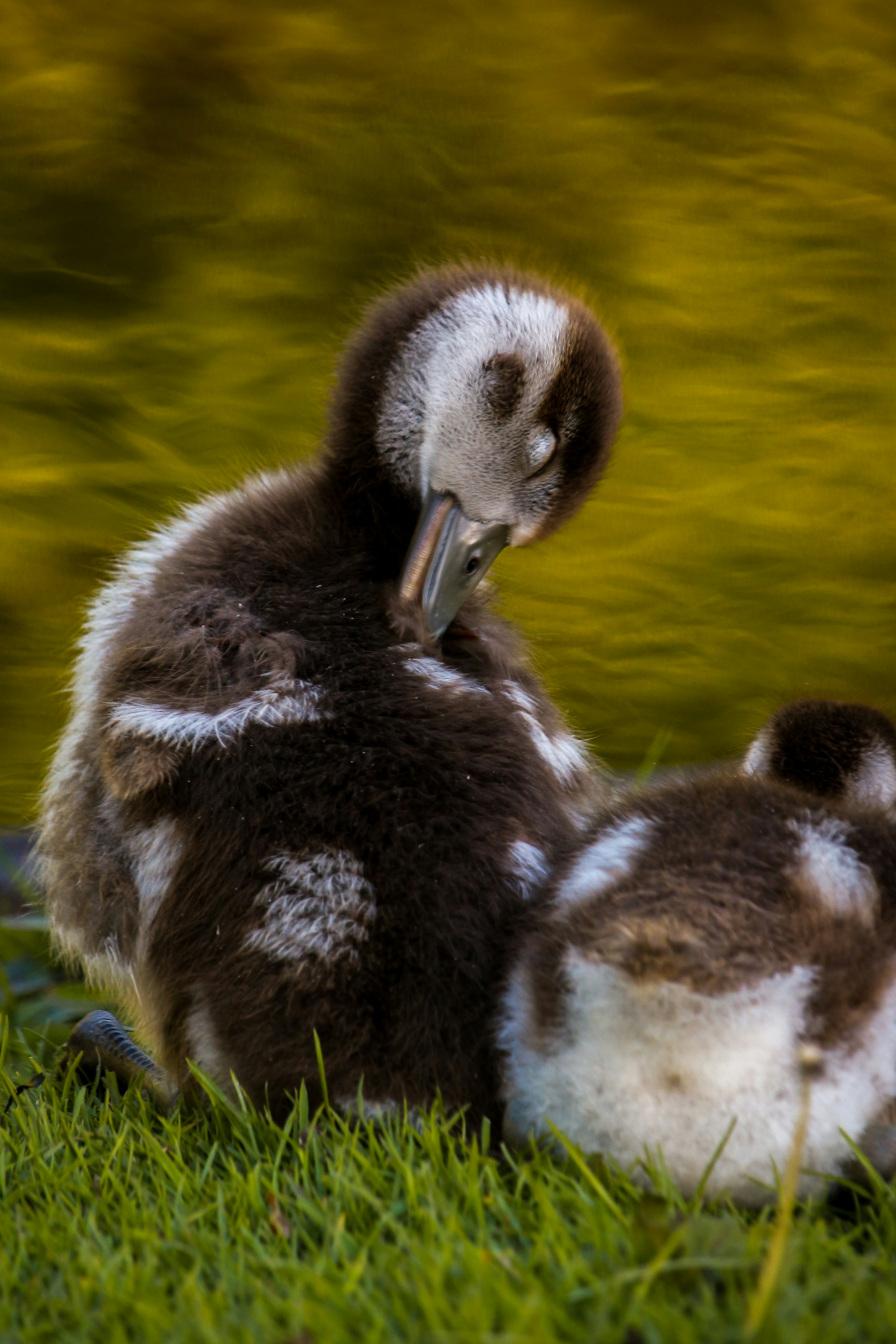 Photo by yuliankaradzhov