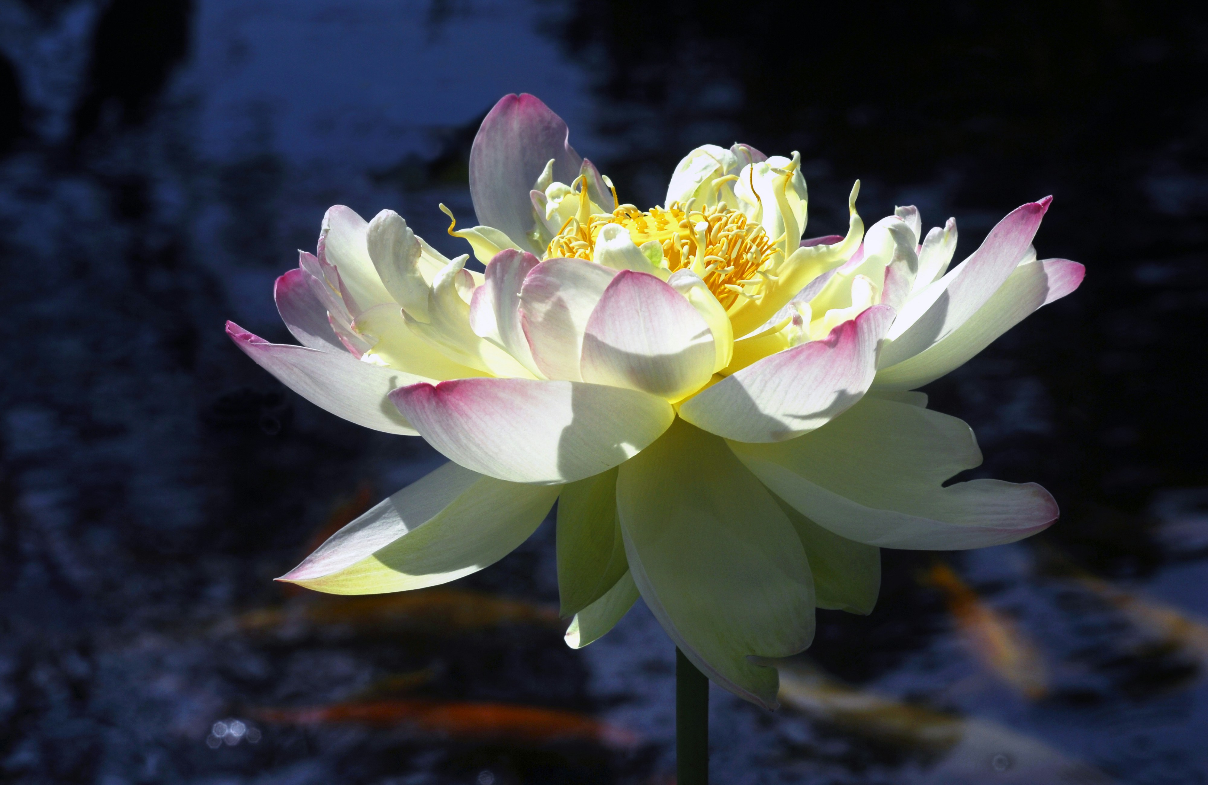 a large white and yellow flower in a pond