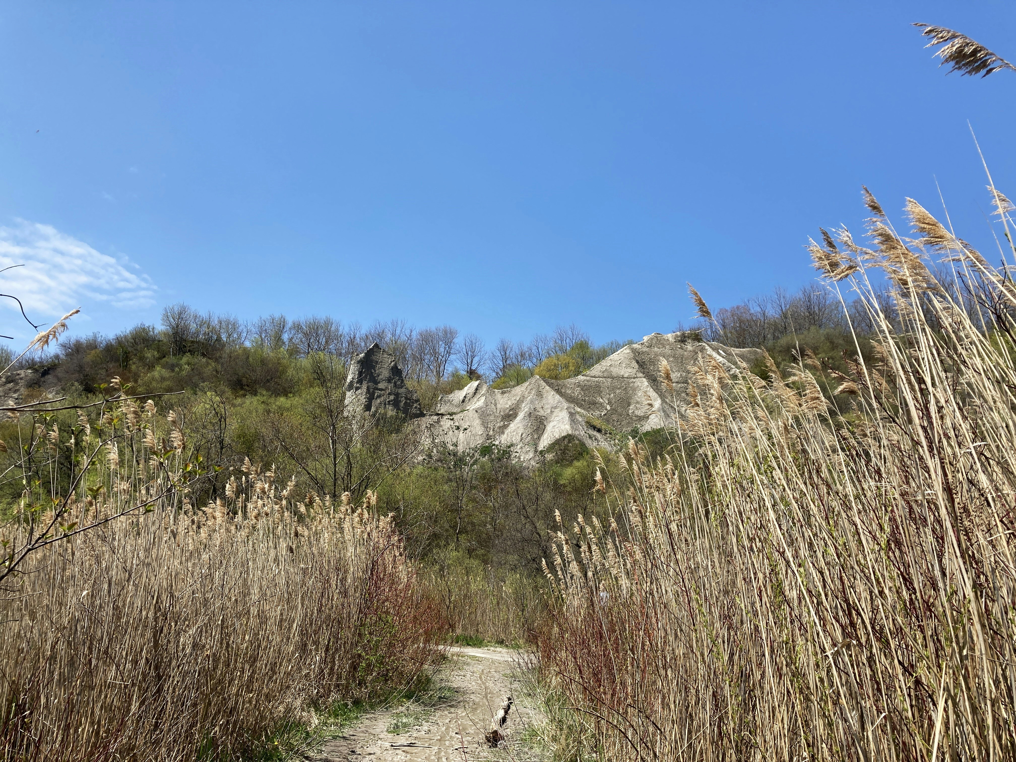 a dirt road surrounded by tall dry grass