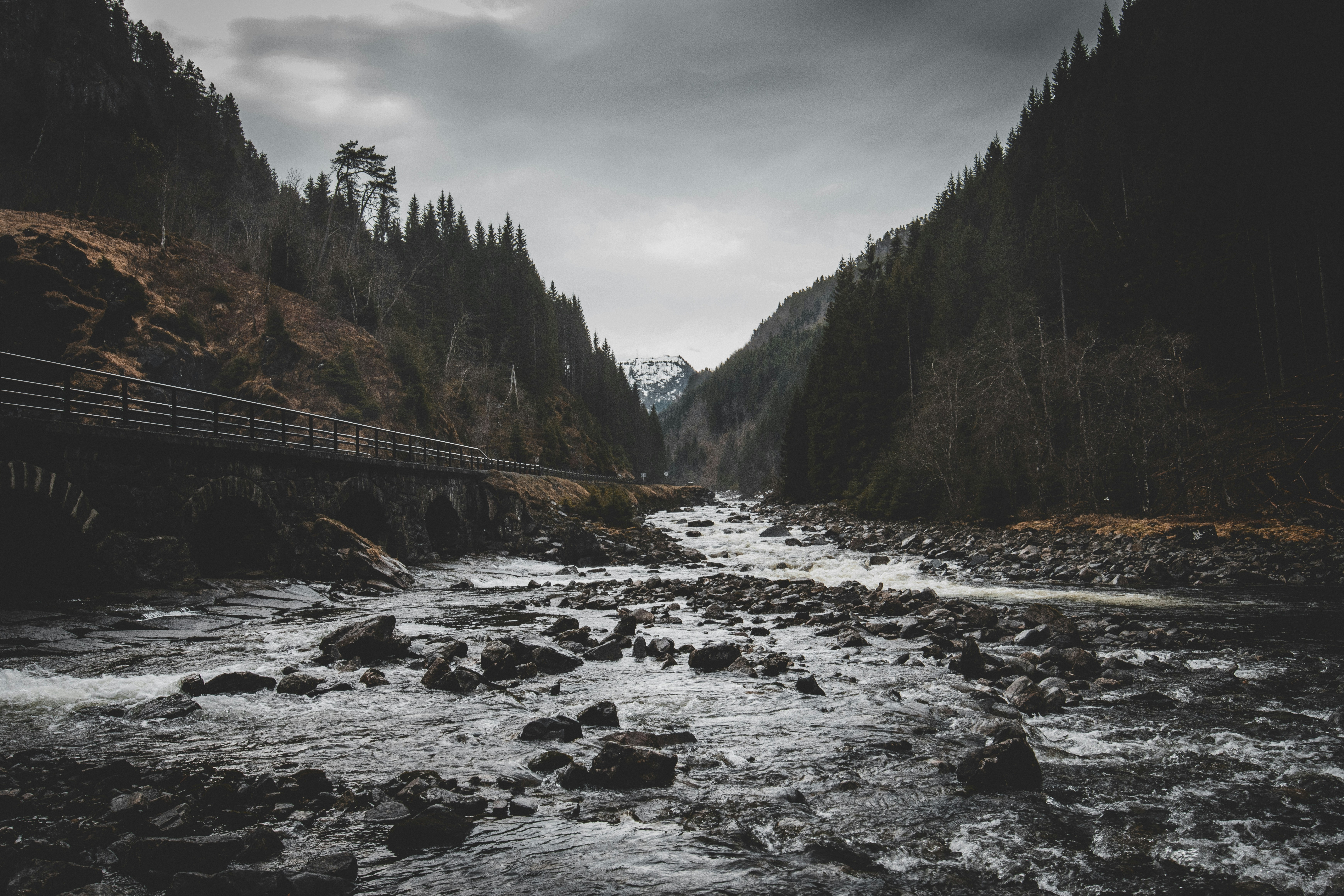 a river running through a forest filled with trees