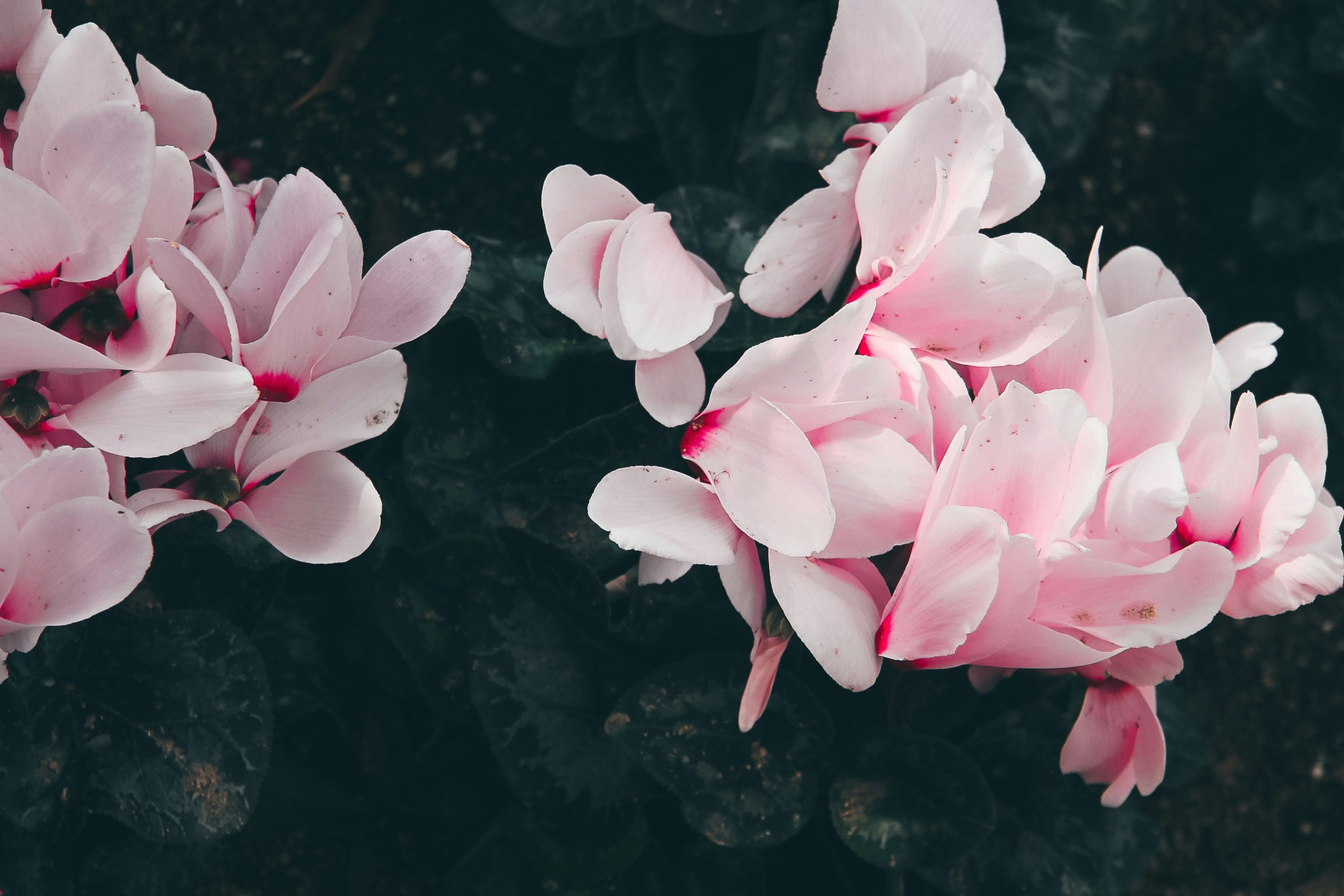 Photo by twlightbreeze