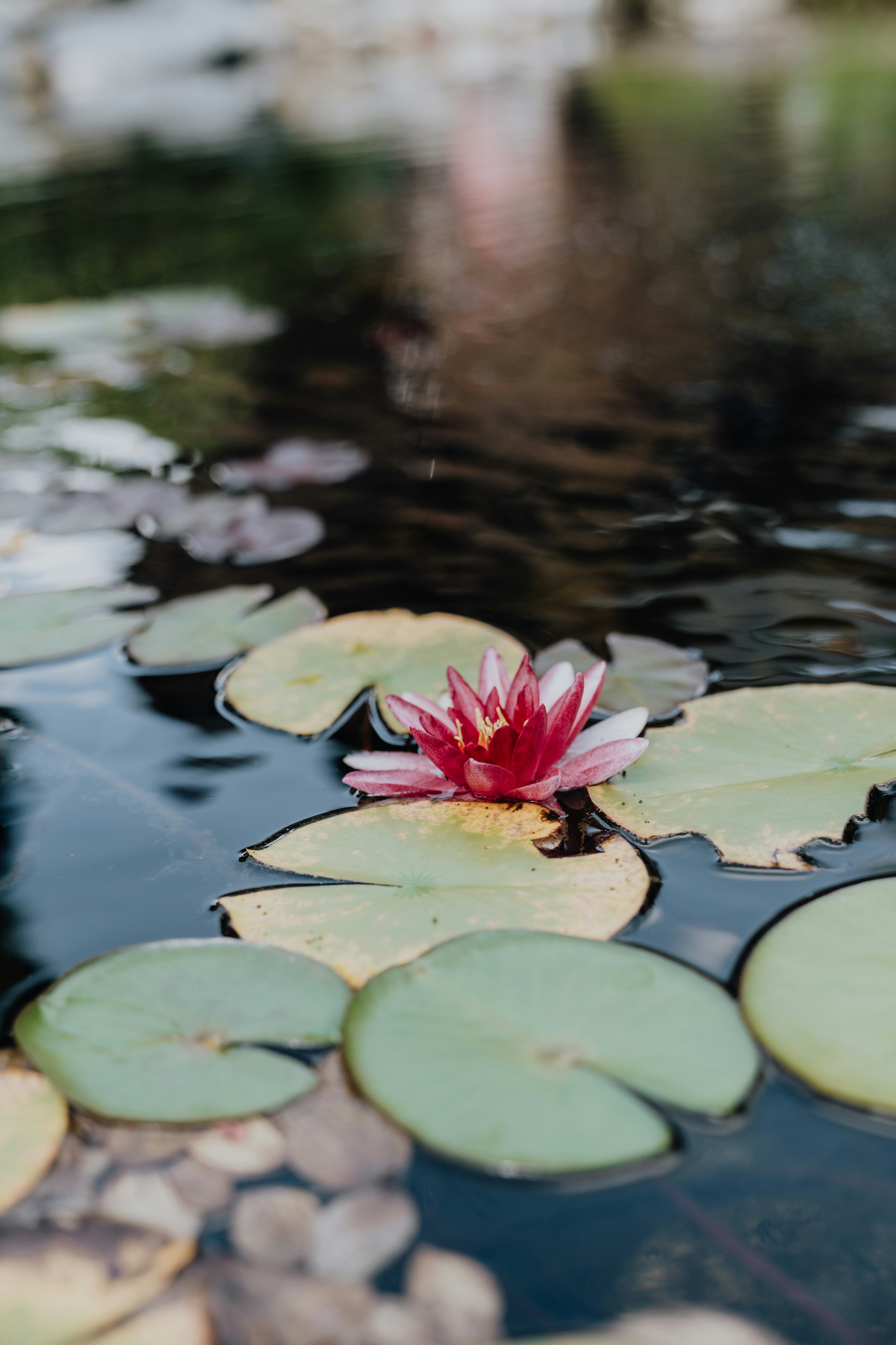 a red flower floating on top of a body of water