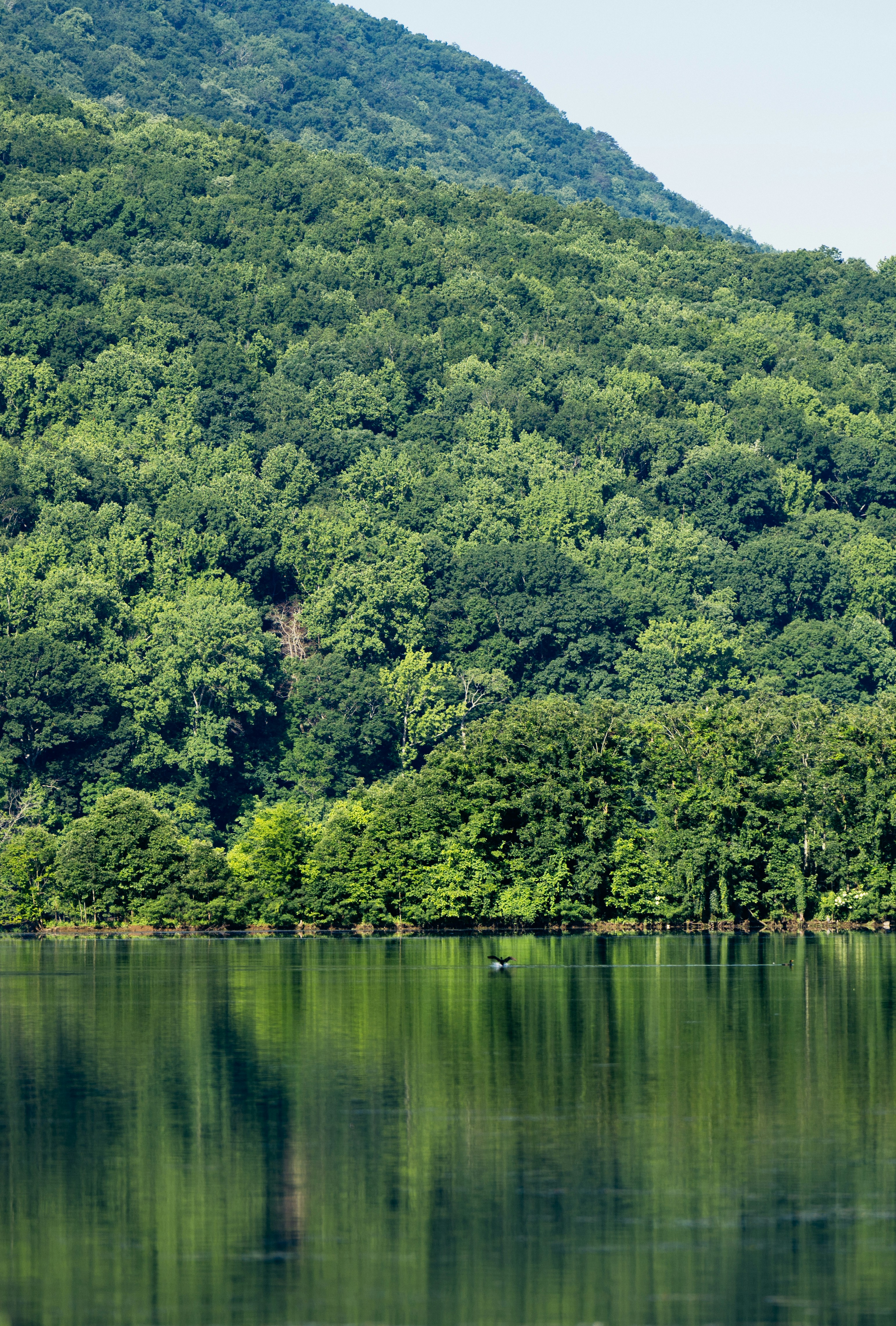 a large body of water surrounded by lush green trees