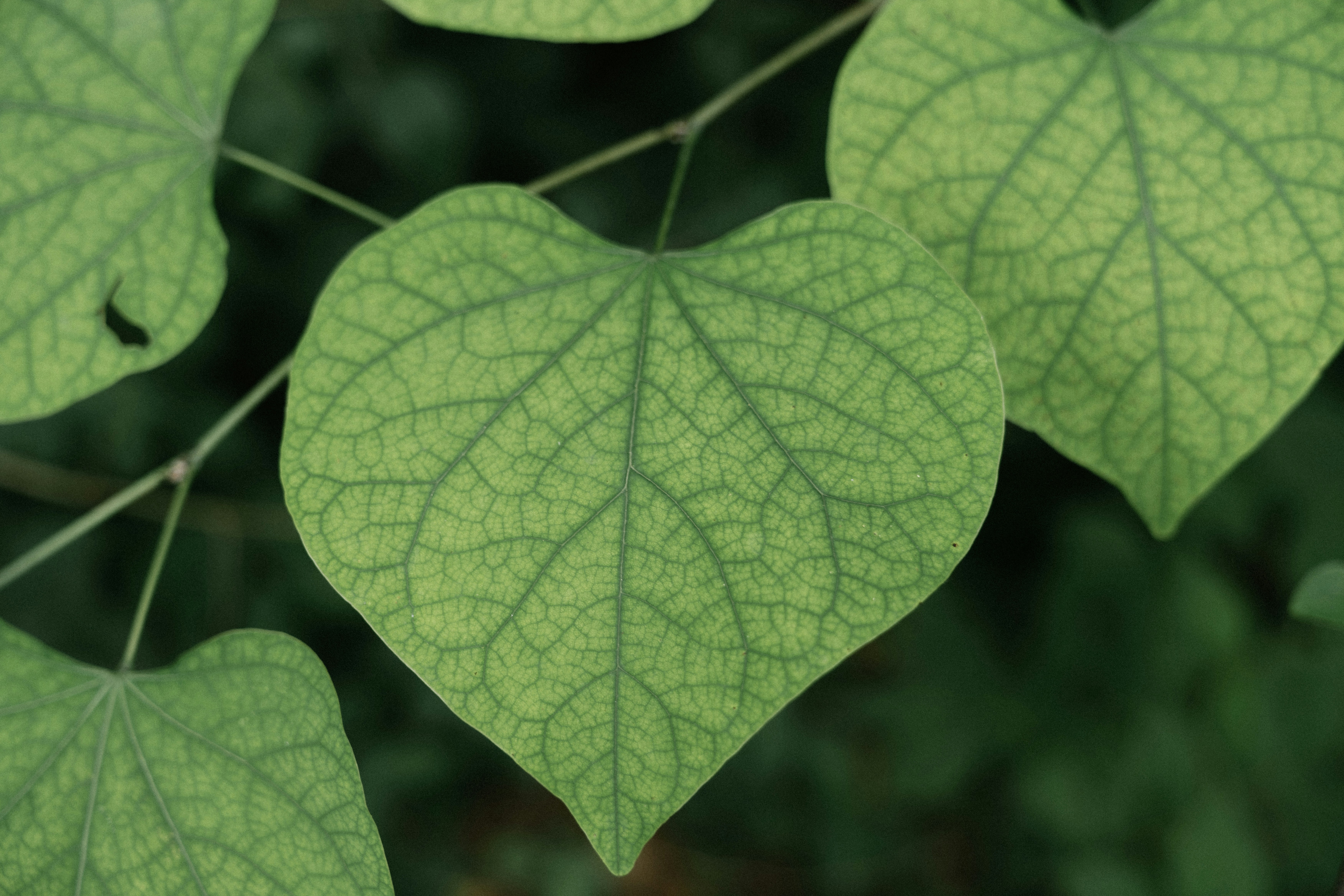 a close up of a green leaf on a tree