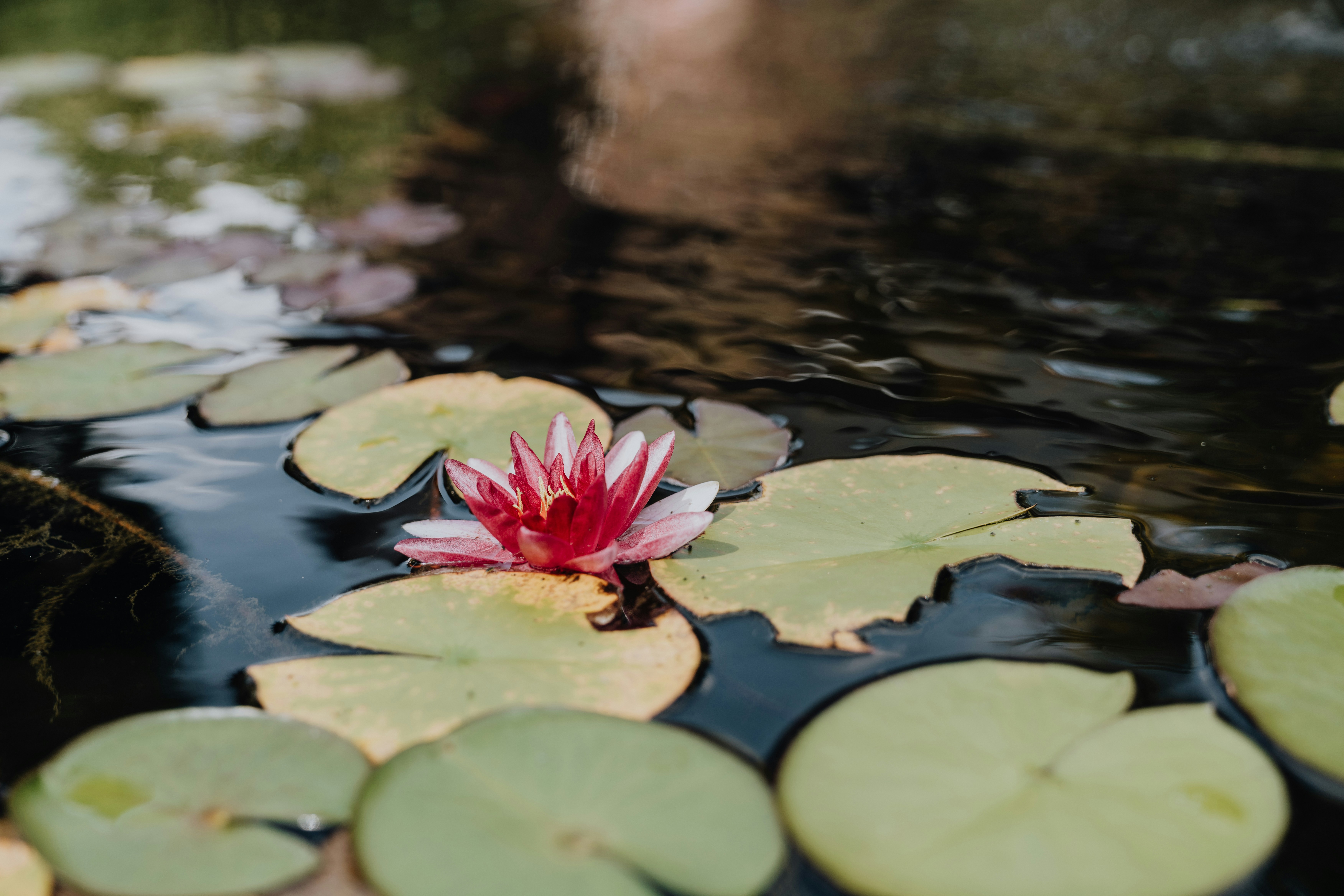 a red and white flower sitting on top of lily pads