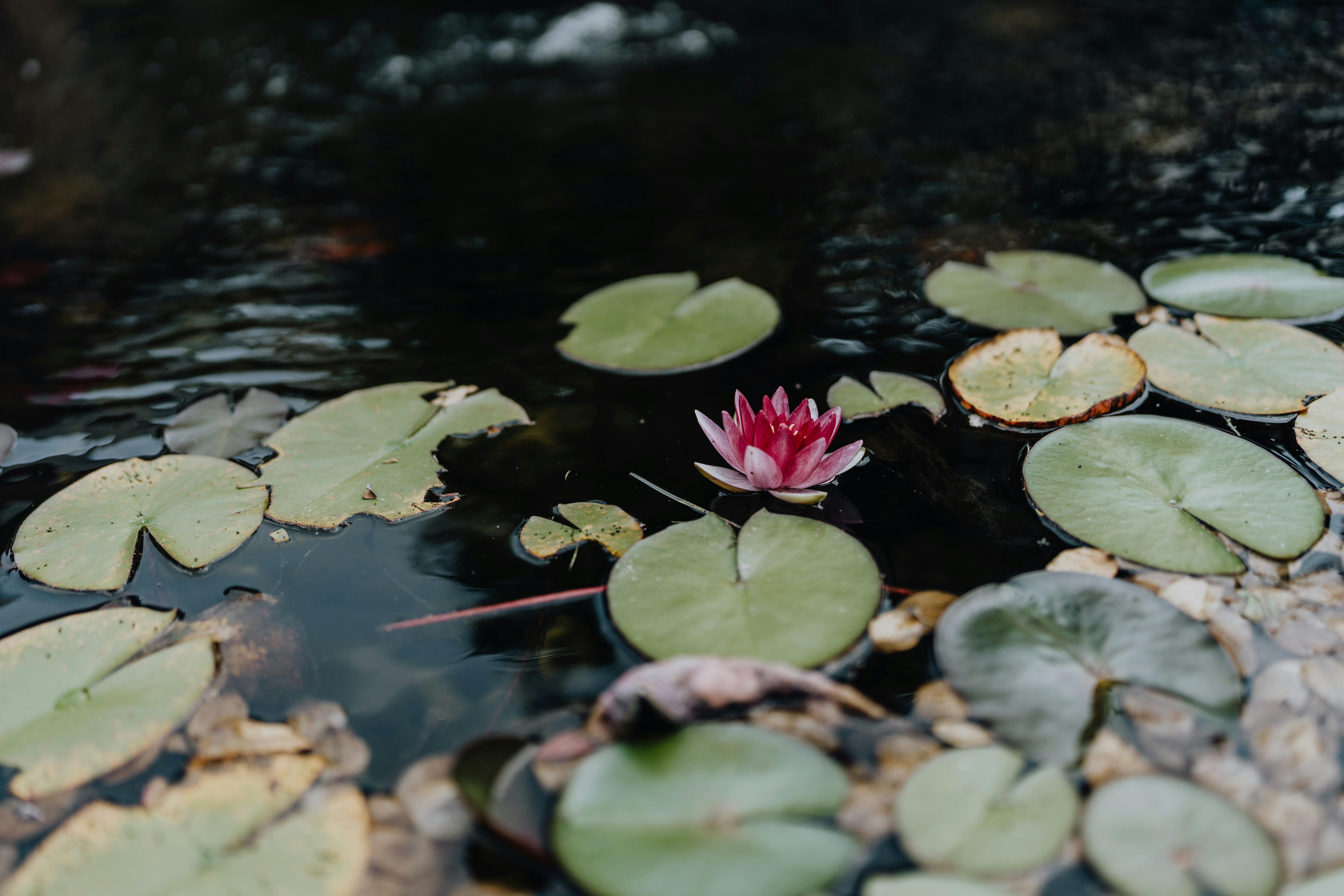 a pink flower floating on top of a pond of water