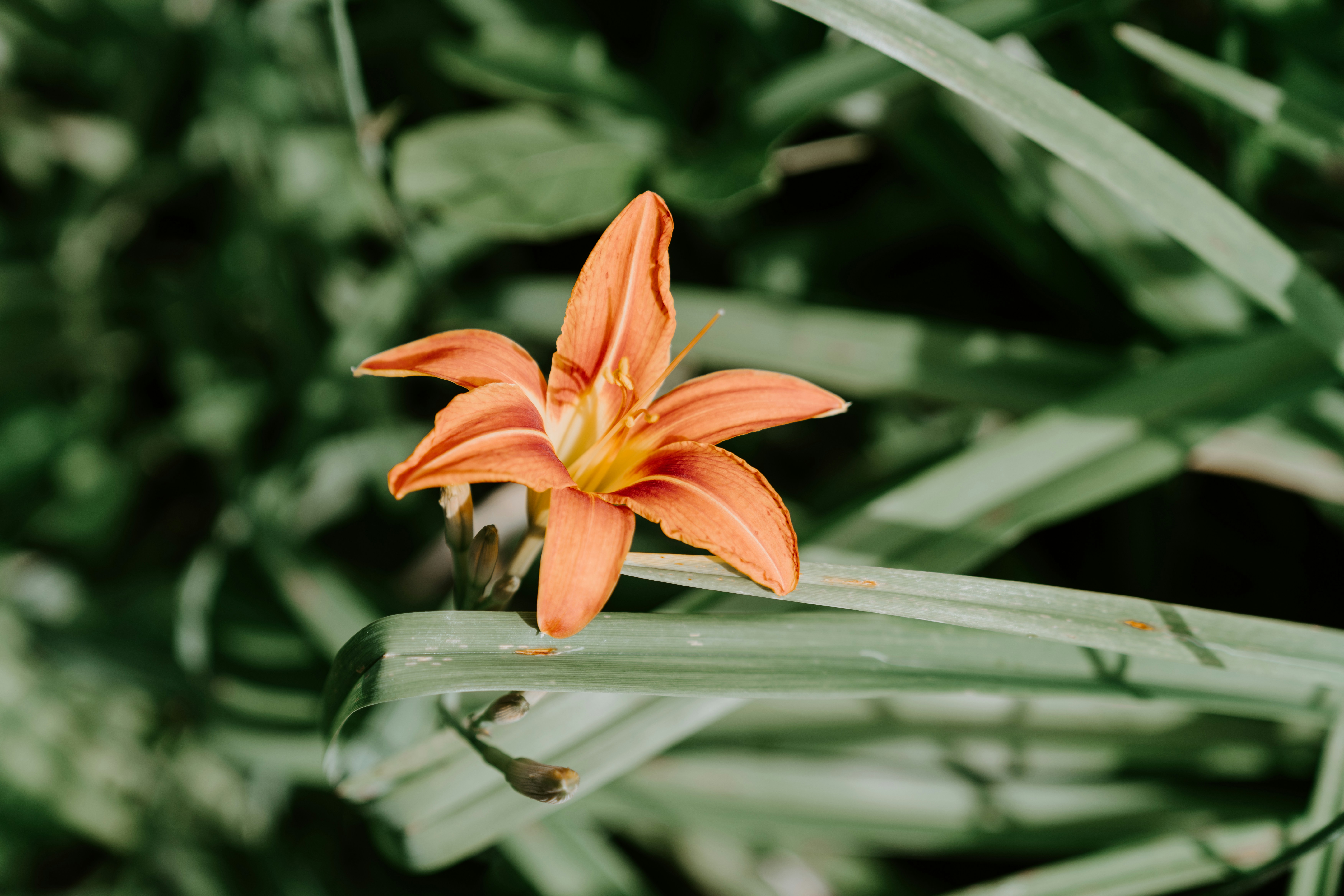 a single orange flower sitting on top of a lush green field