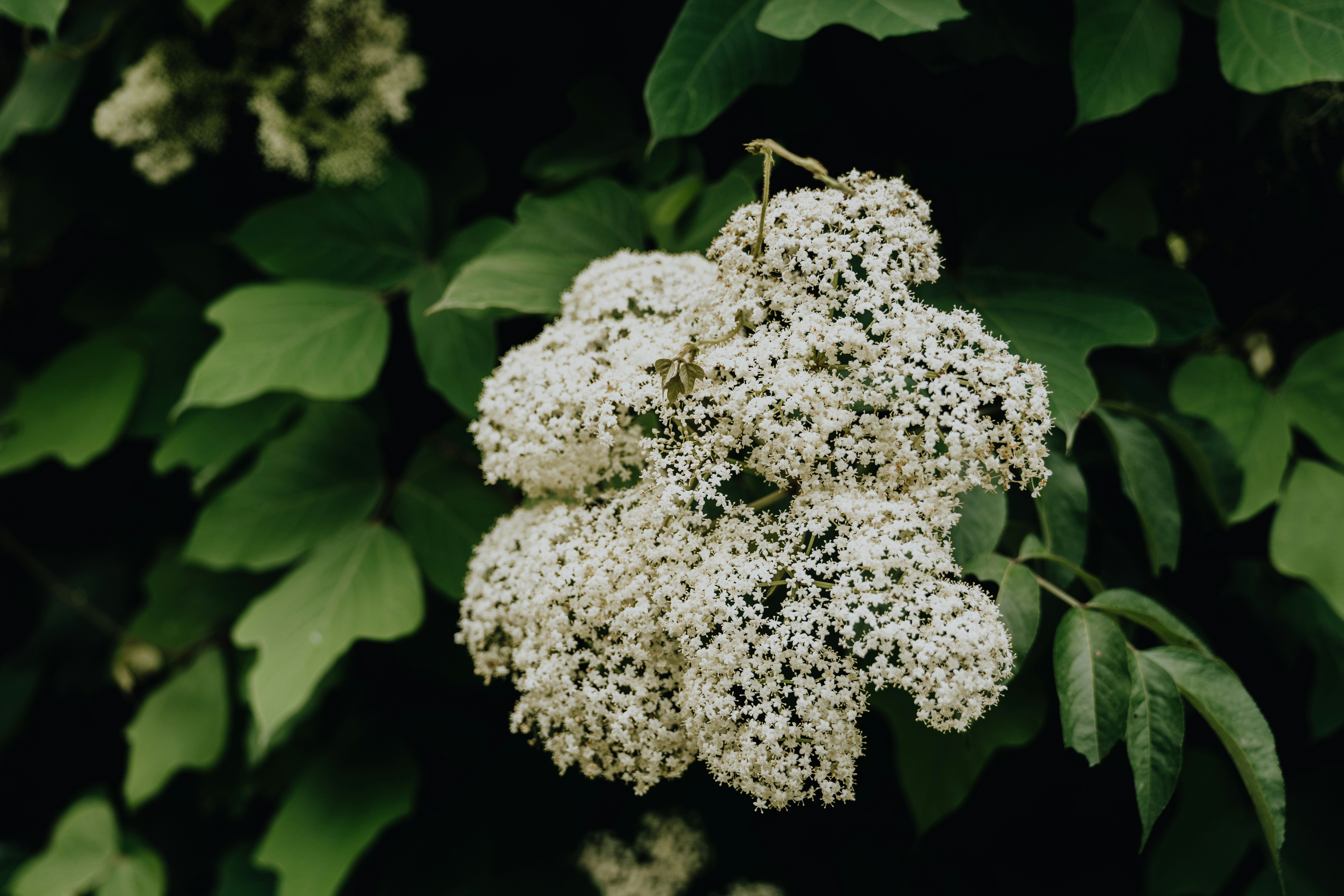 a cluster of white flowers with green leaves