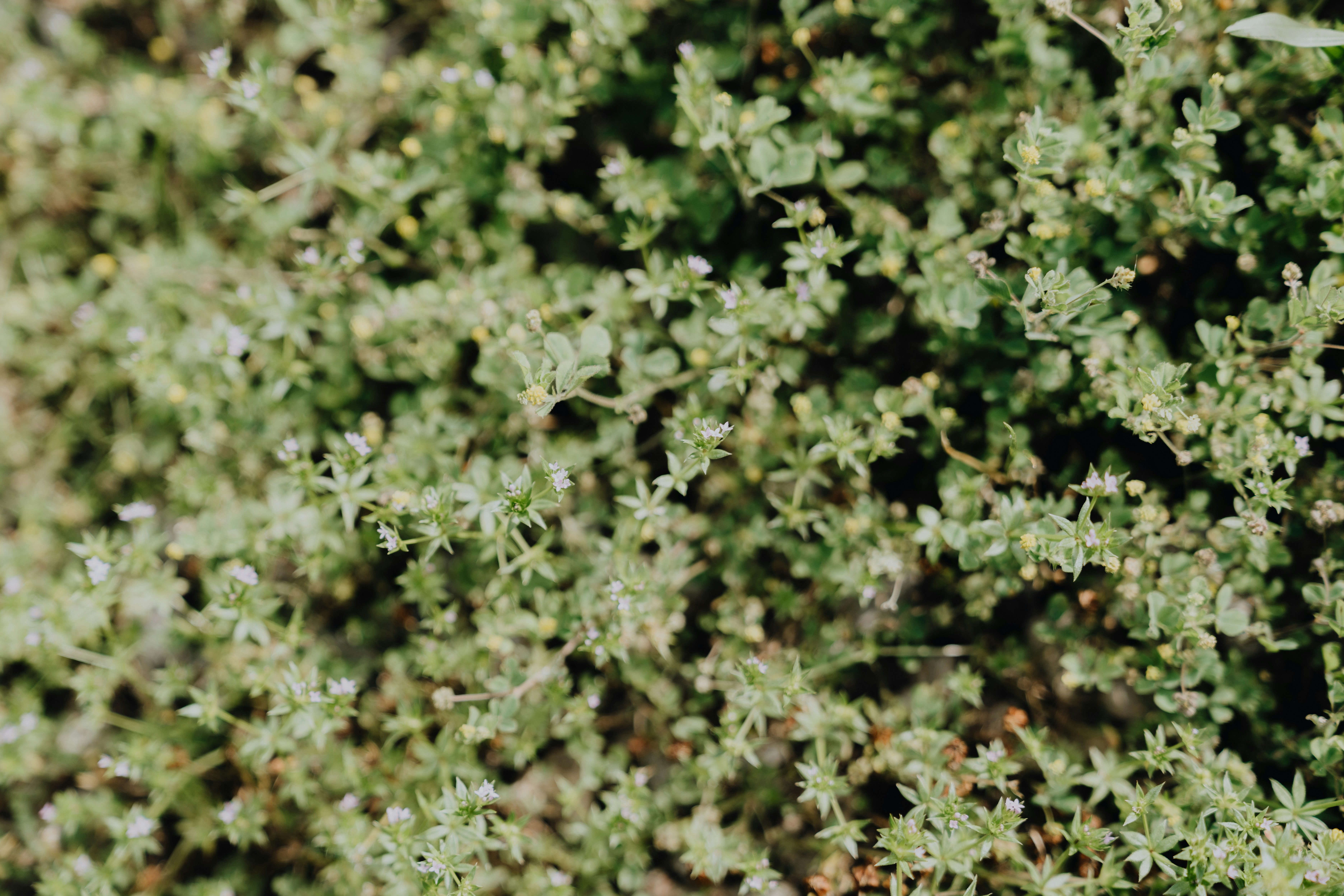 a close up of a green plant with tiny white flowers