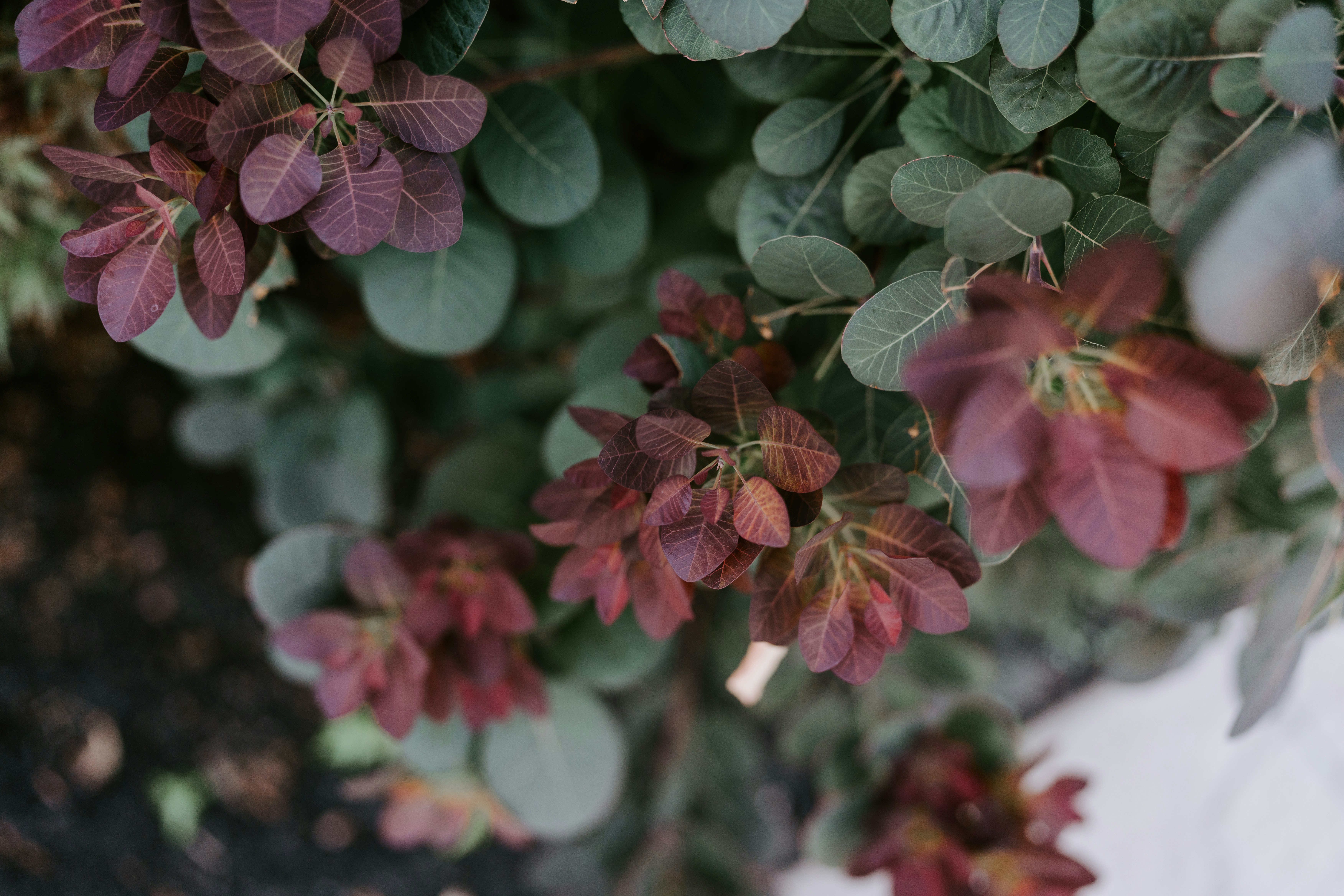 a close up of a plant with red and green leaves