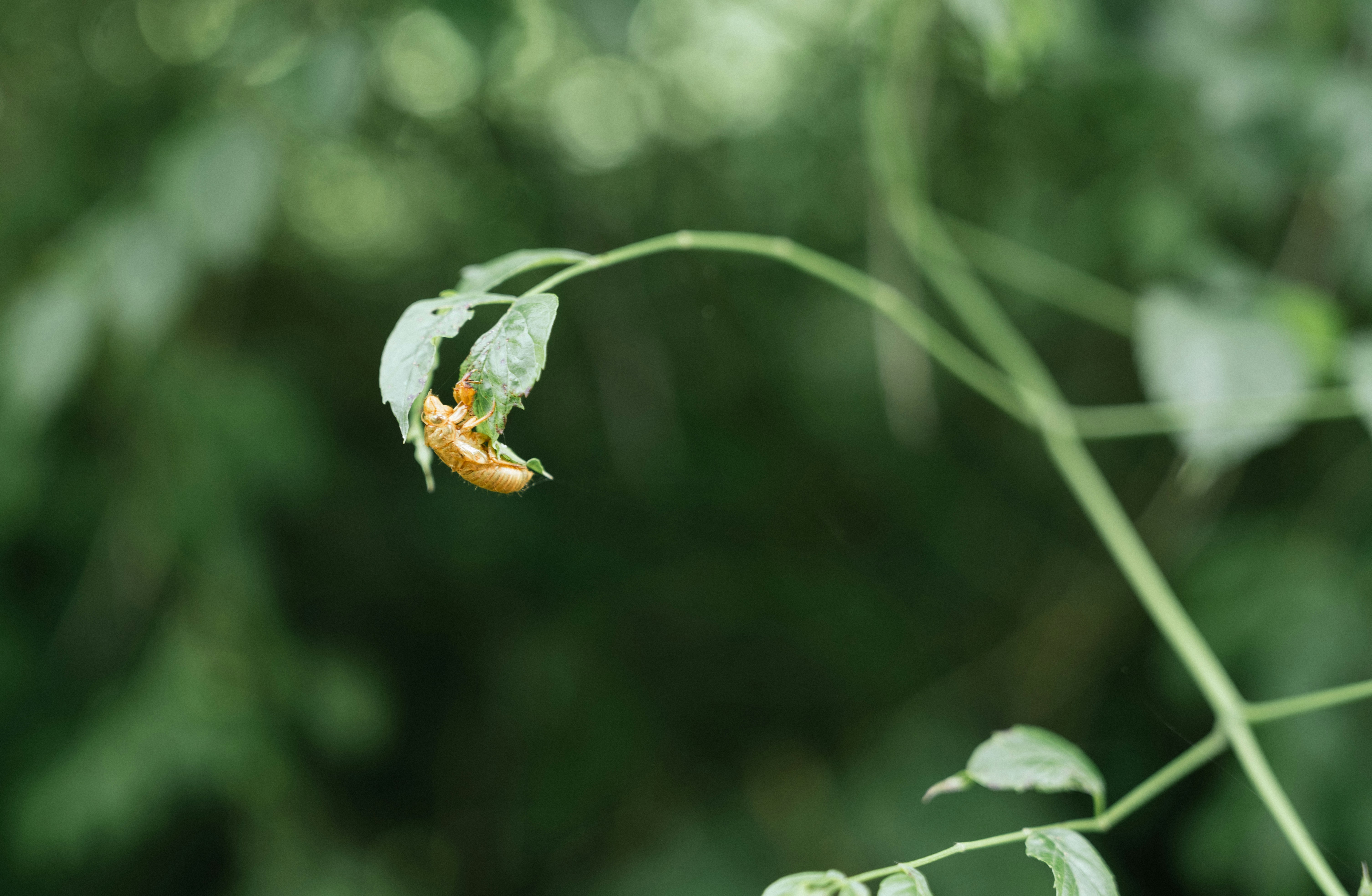 a bug crawling on a leaf in a forest