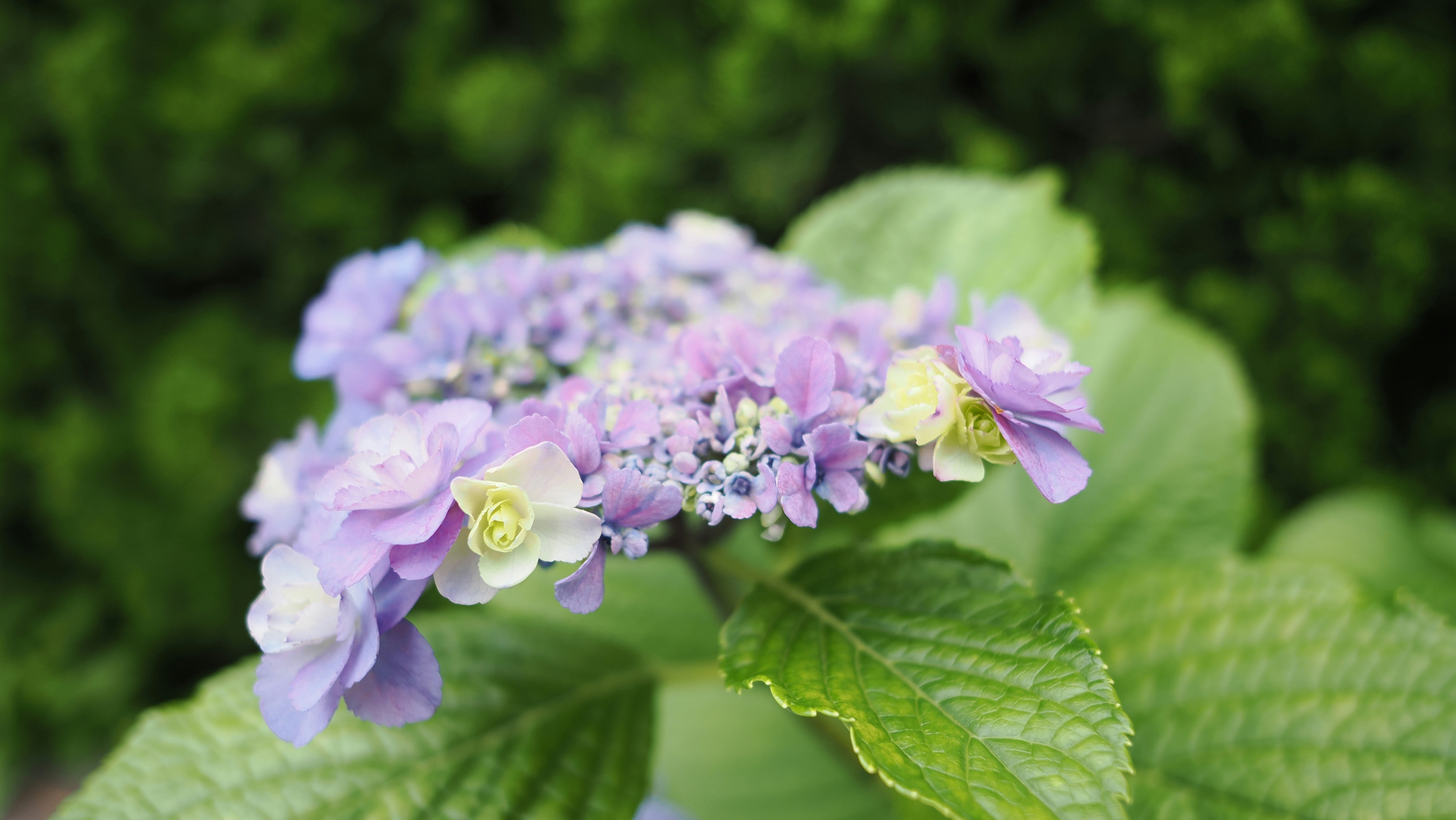 Photo by kazz_aoki