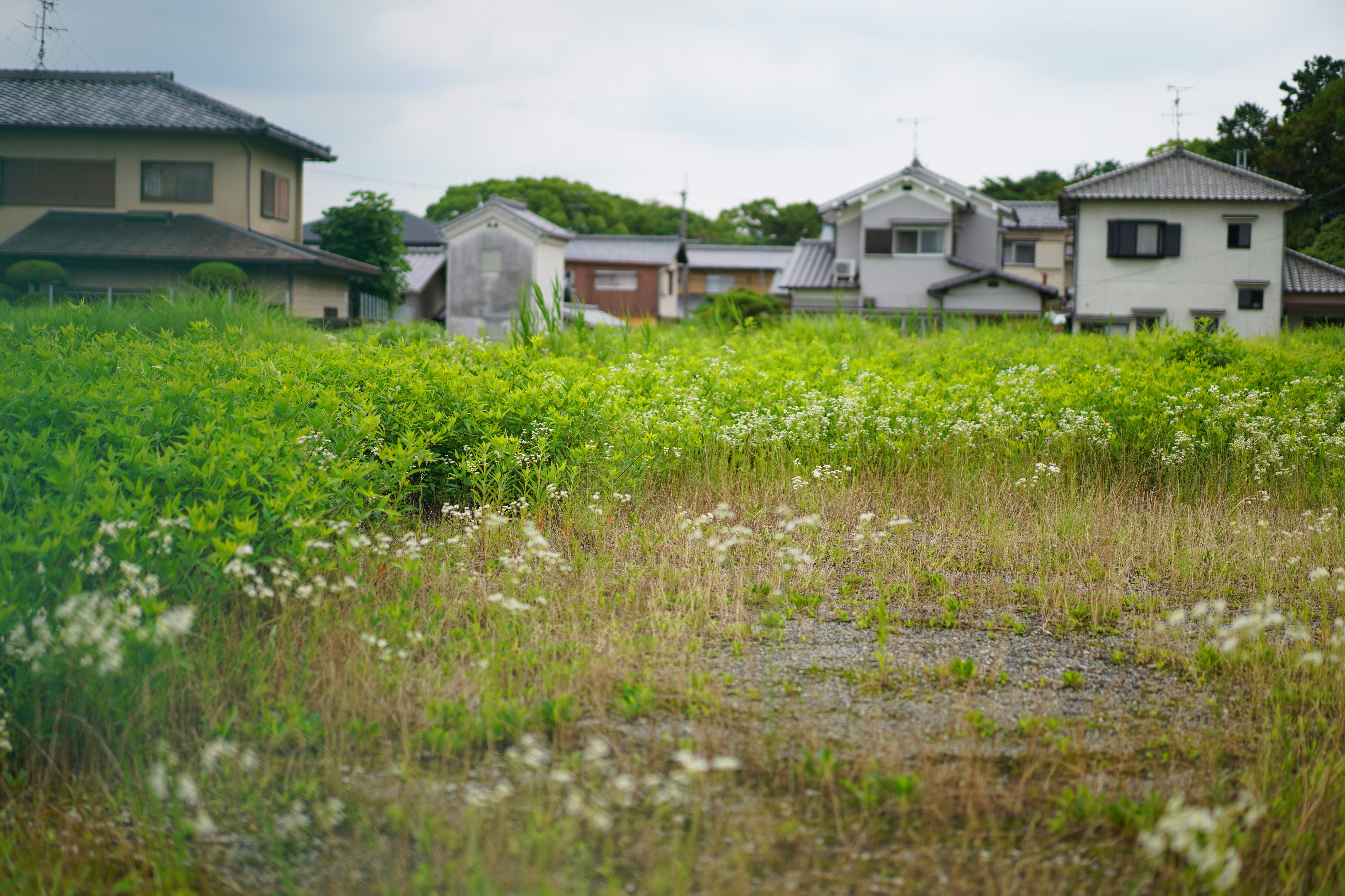 a field of grass with houses in the background, This serene photograph captures the tranquil countryside of Nara, Japan, featuring a lush green field dotted with wildflowers and traditional Japanese houses in the background. The image showcases the harmonious blend of nature and residential architecture, highlighting the peaceful and picturesque setting of rural Japan. The traditional houses with their tiled roofs add a cultural touch, making this scene a perfect representation of the calm and scenic beauty found in Nara