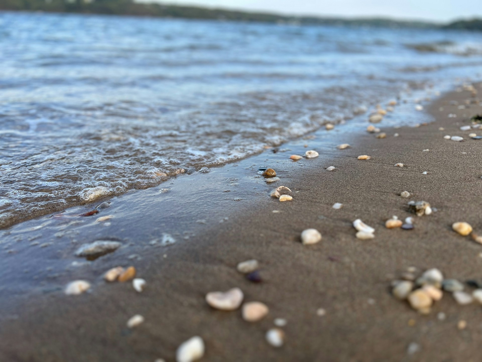 a close up of shells on a beach near the water