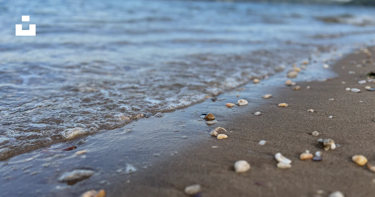 Shell Near Ocean A close up of shells on a beach near the water photo – Free Background ...