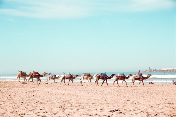A group of people riding camels on a beach — Essaouira, Morocco