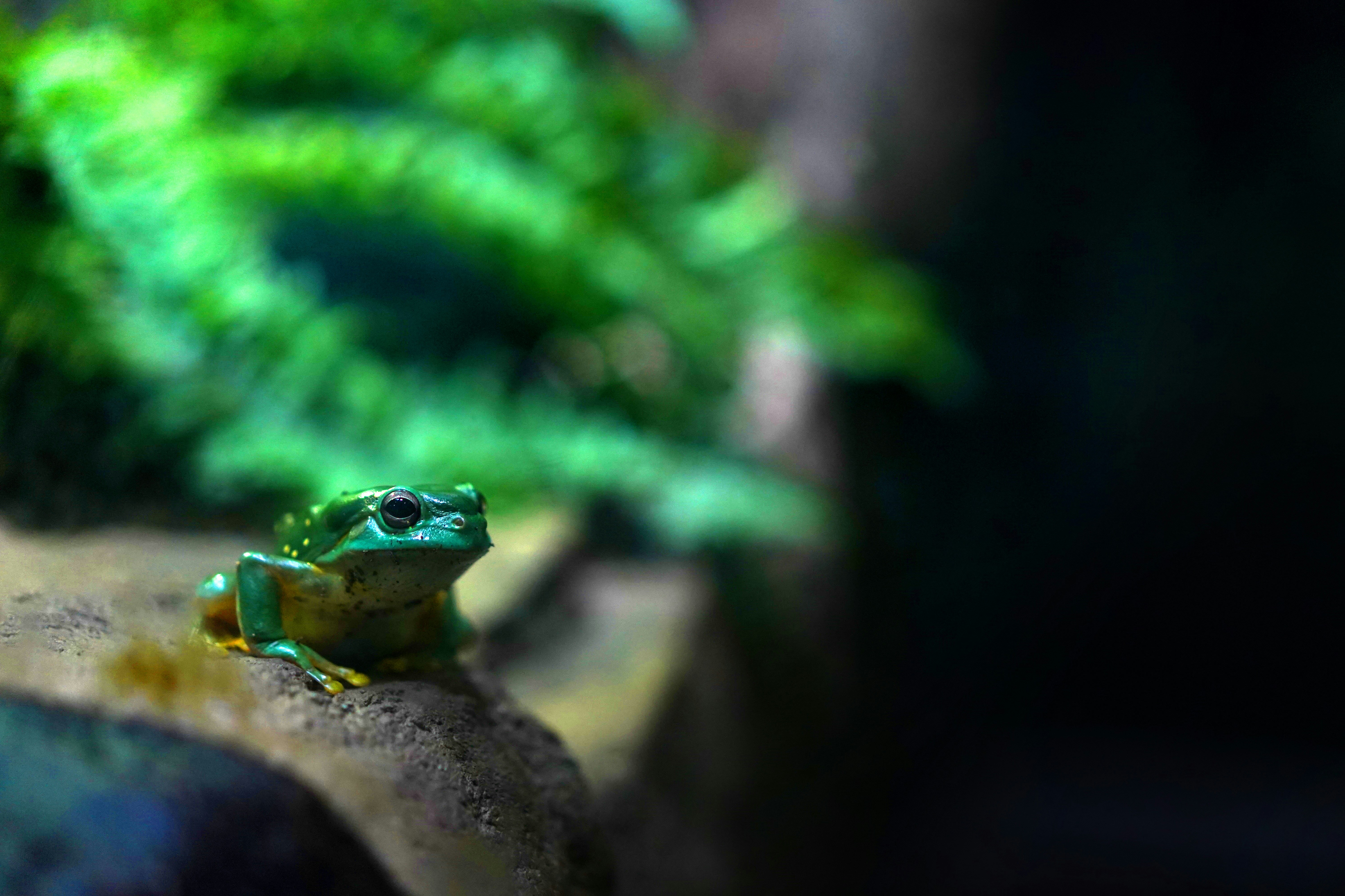 a green frog sitting on a rock in front of some plants