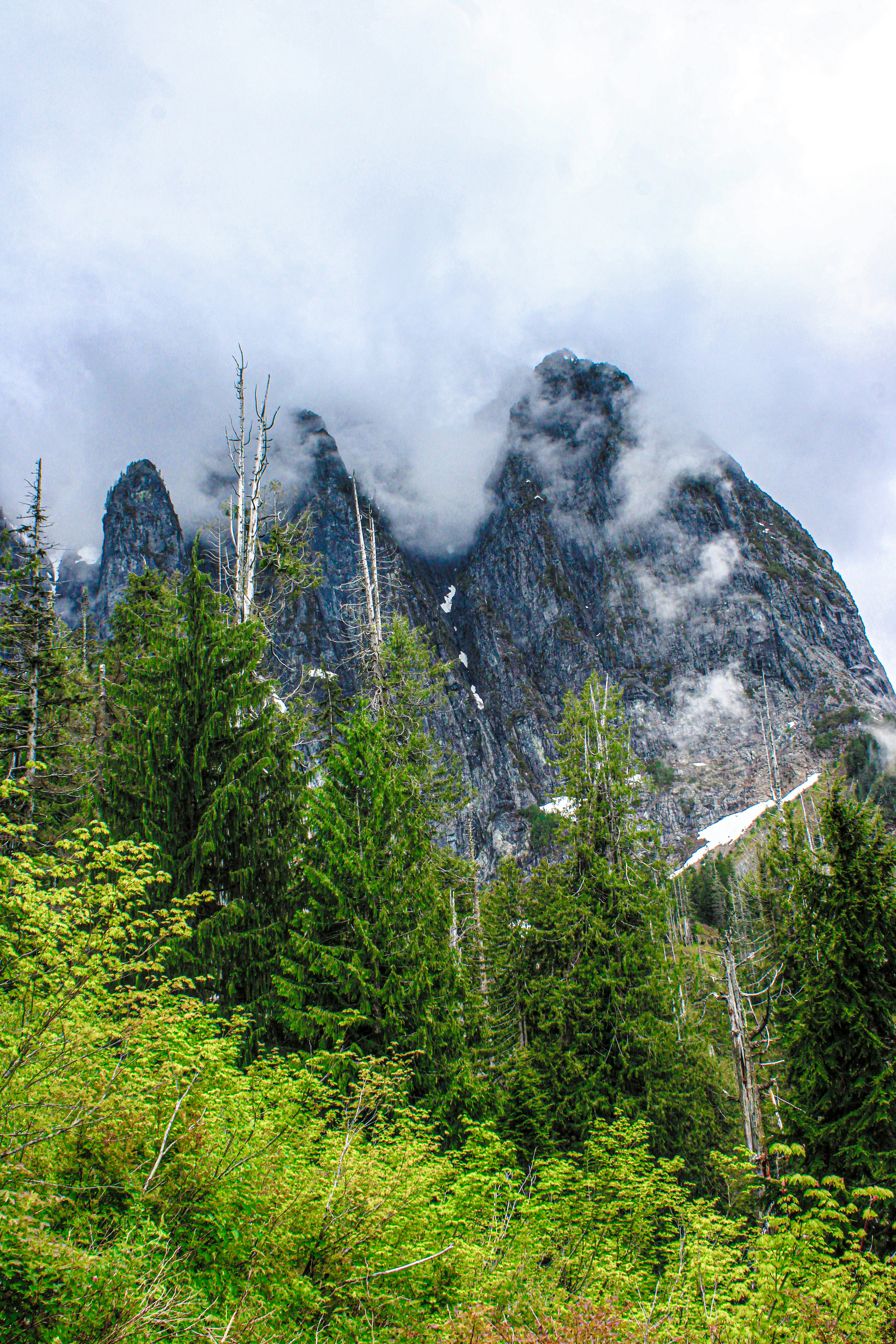 a group of trees and a mountain in the background