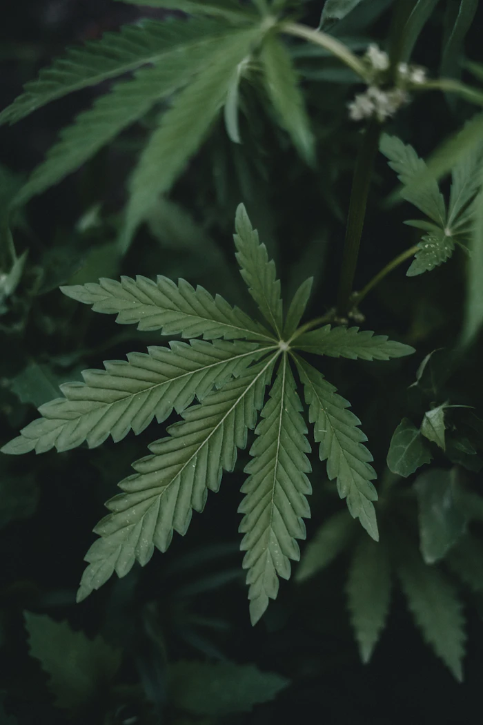Close-up of a cannabis leaf