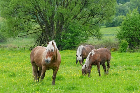 three horses grazing in a field of green grass