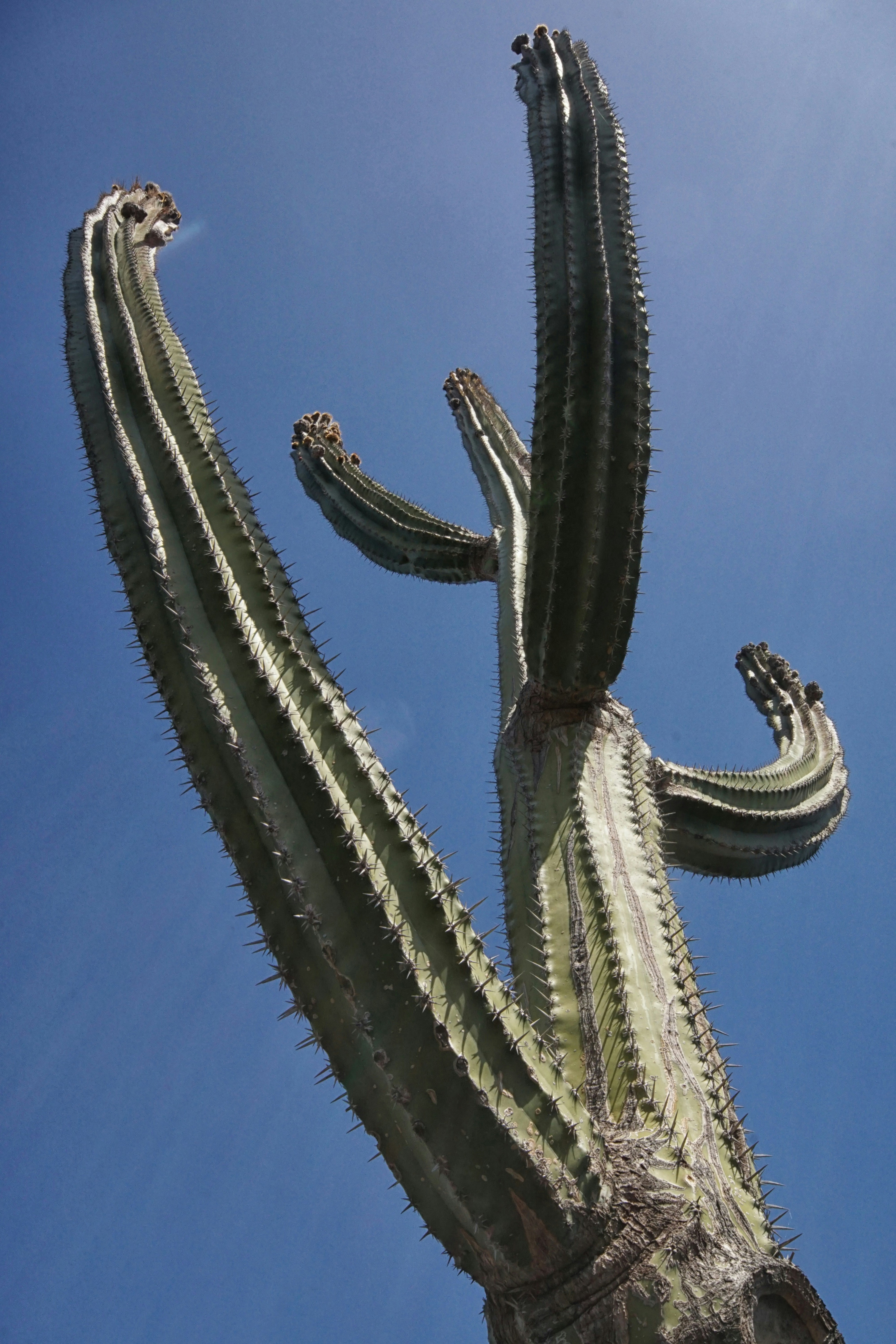 a large cactus with a sky background