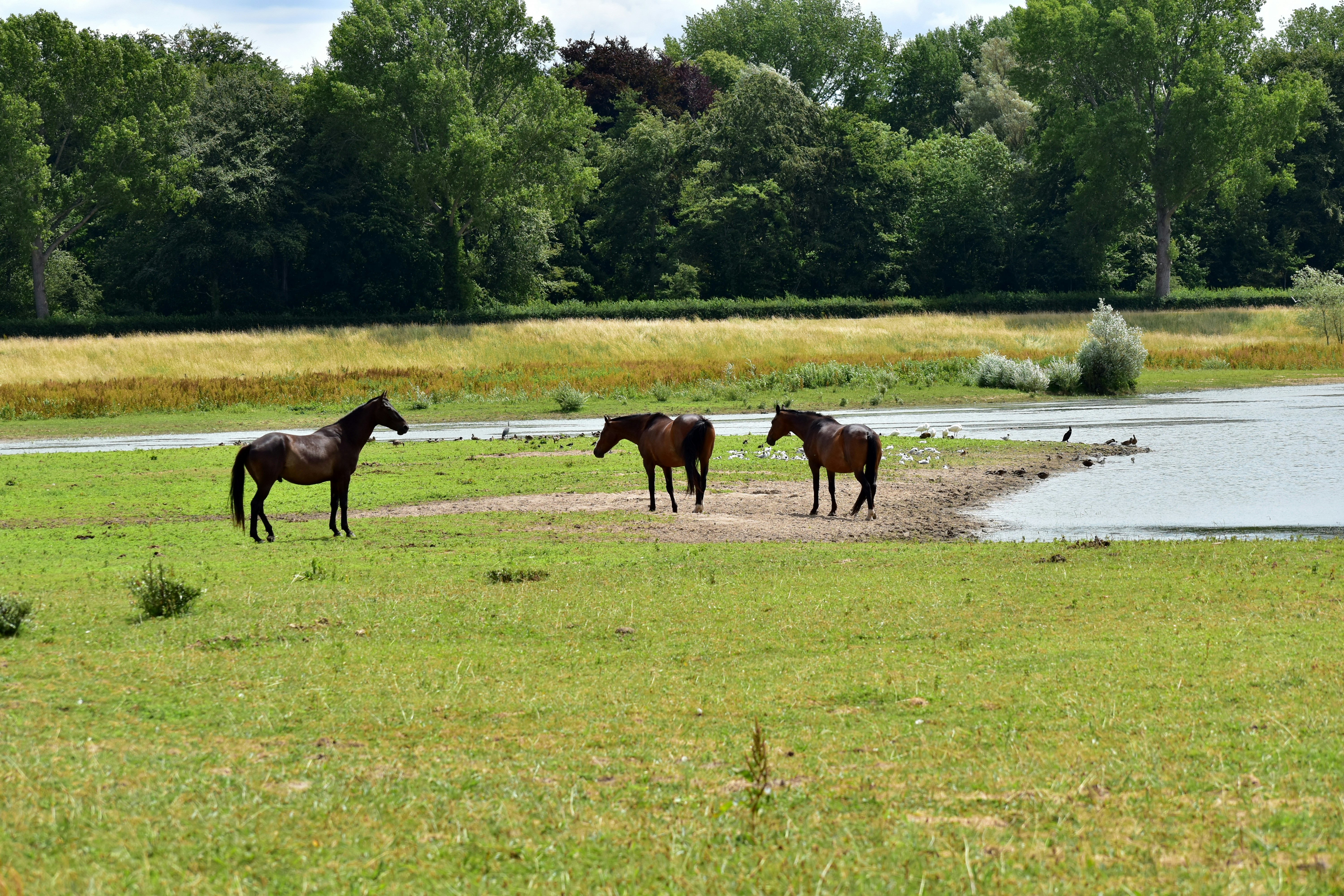 a group of horses standing on top of a lush green field