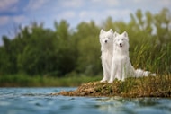 a couple of white dogs sitting on top of a small island
