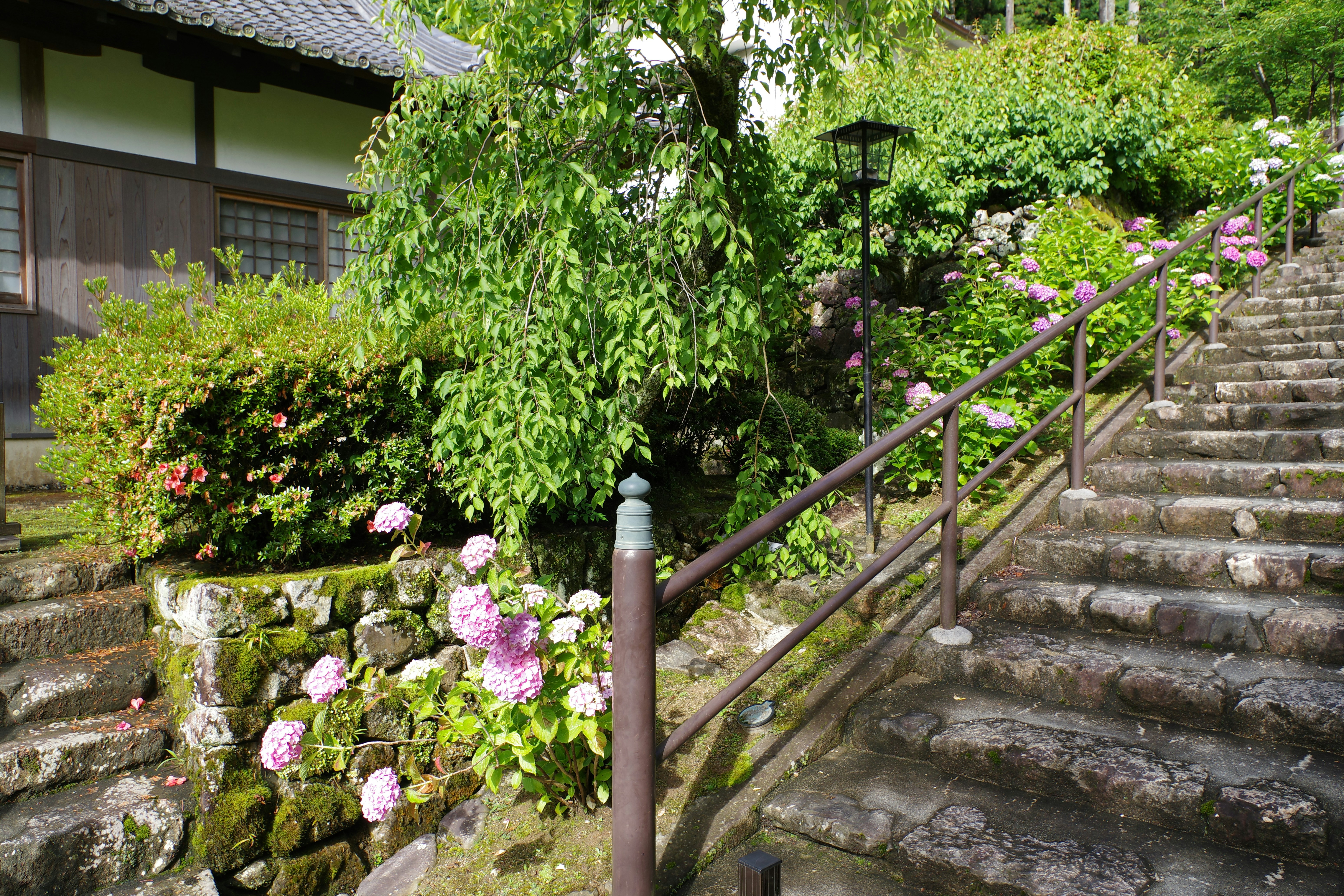 Japanese hydrangea garden