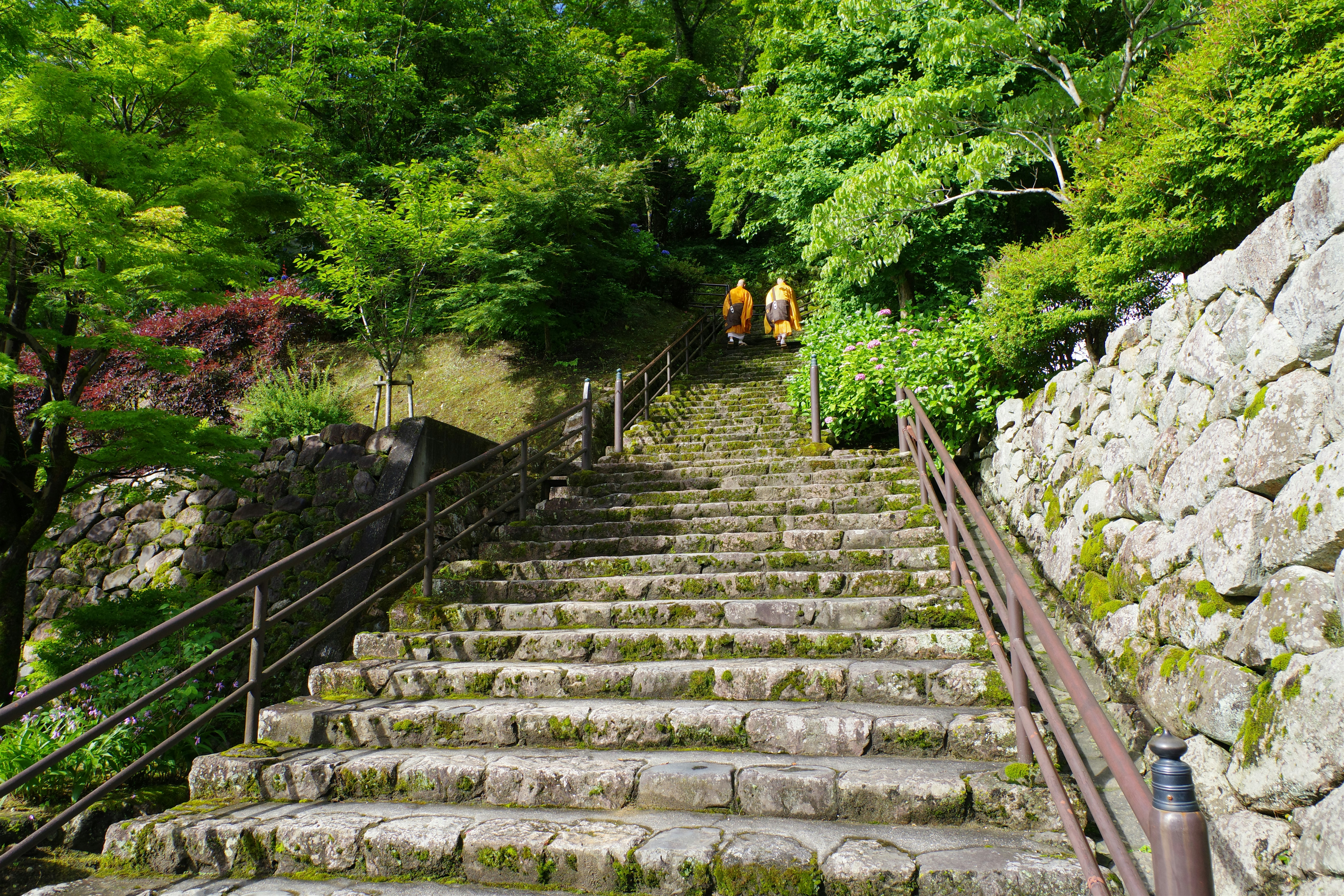 Hasedera