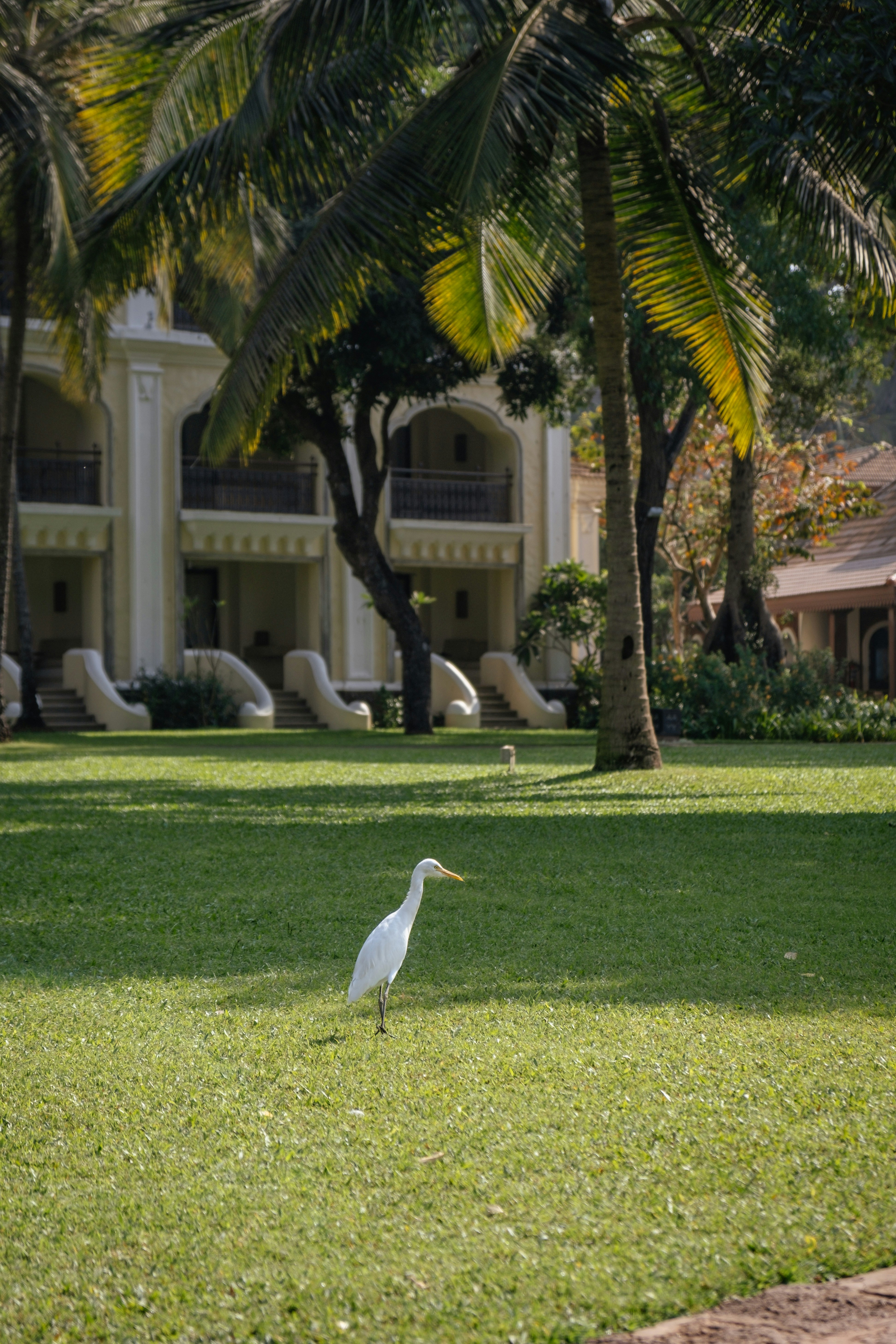 a white bird standing on top of a lush green field