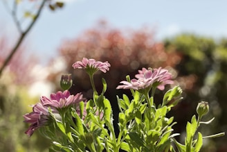 a close up of some pink flowers in a field
