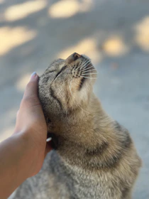 a cat is being petted by a person