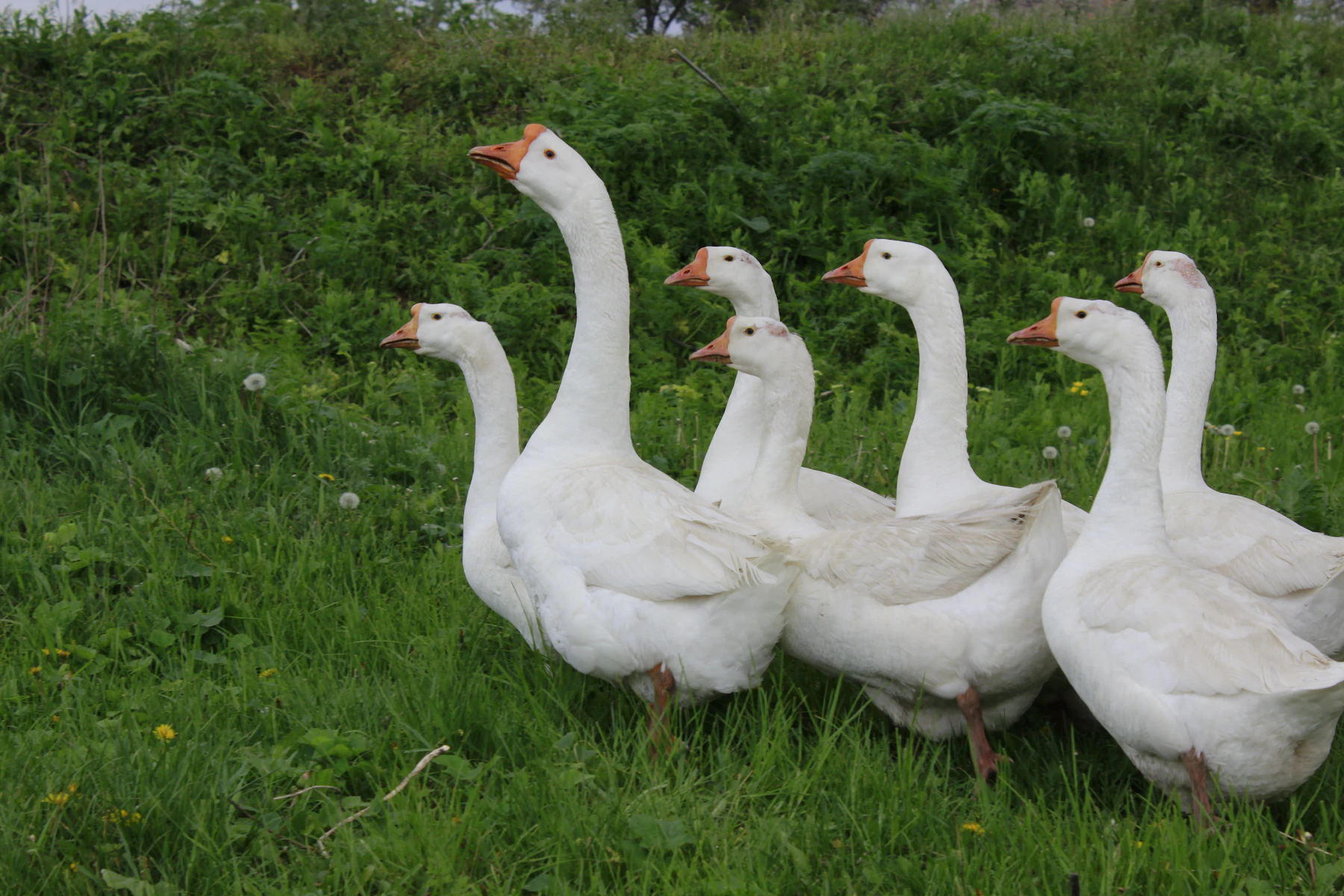 Five white domestic geese with orange bills standing in long grass, necks raised