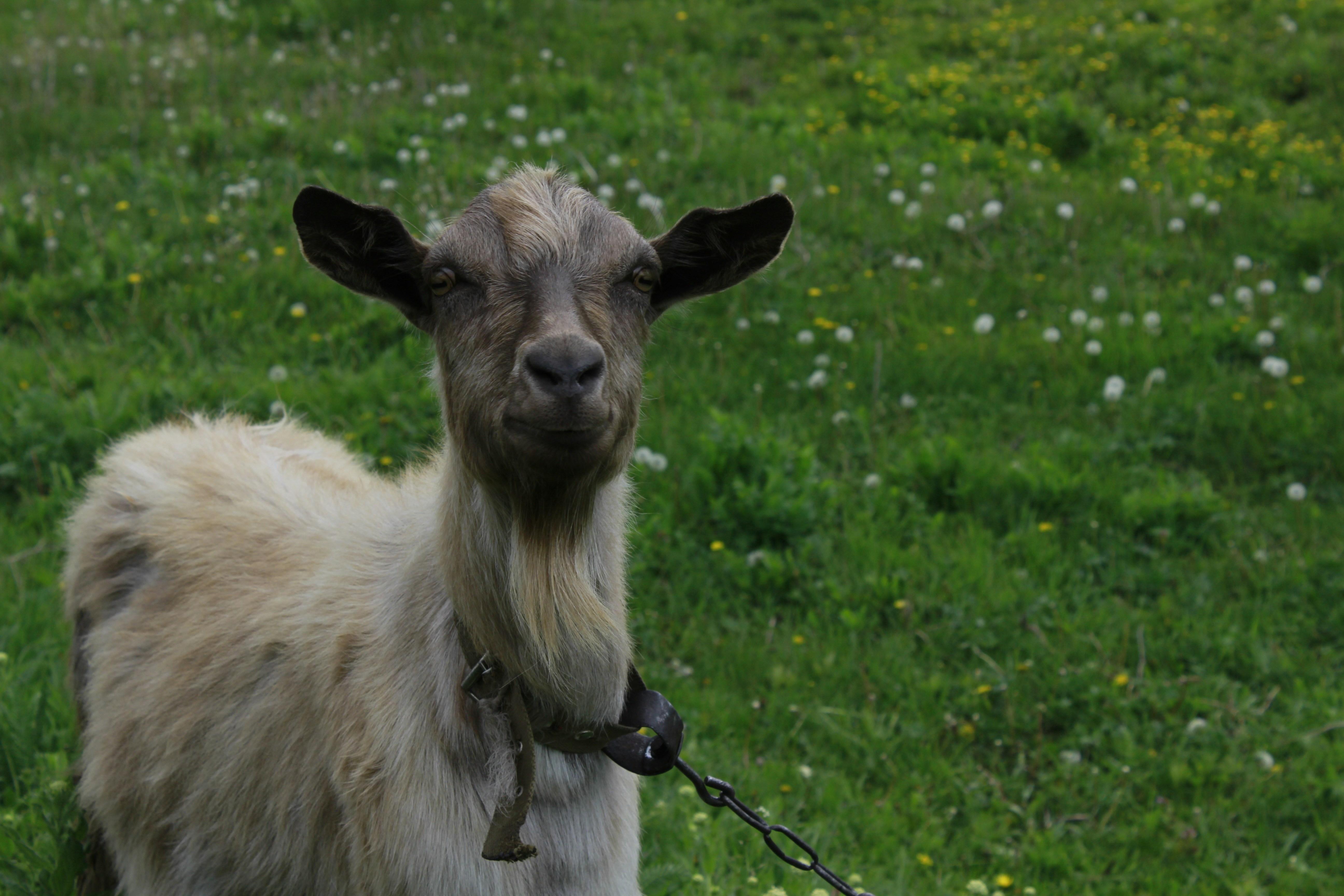 Photo by kateryna_shevchenko