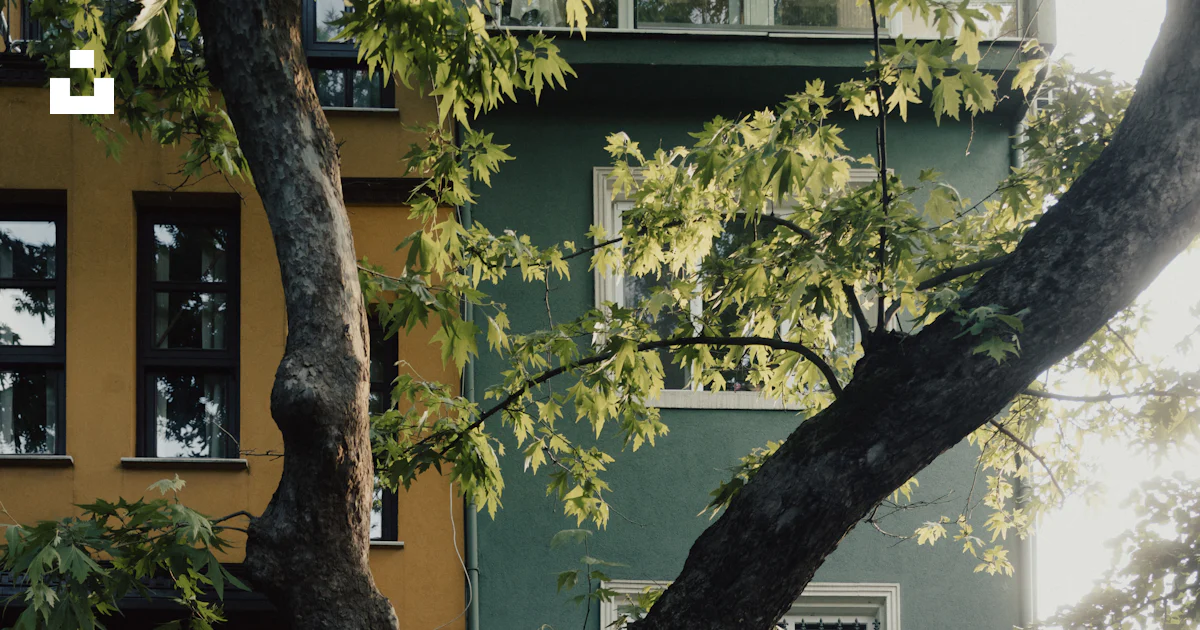A large tree in front of a building photo – Free Street photography ...