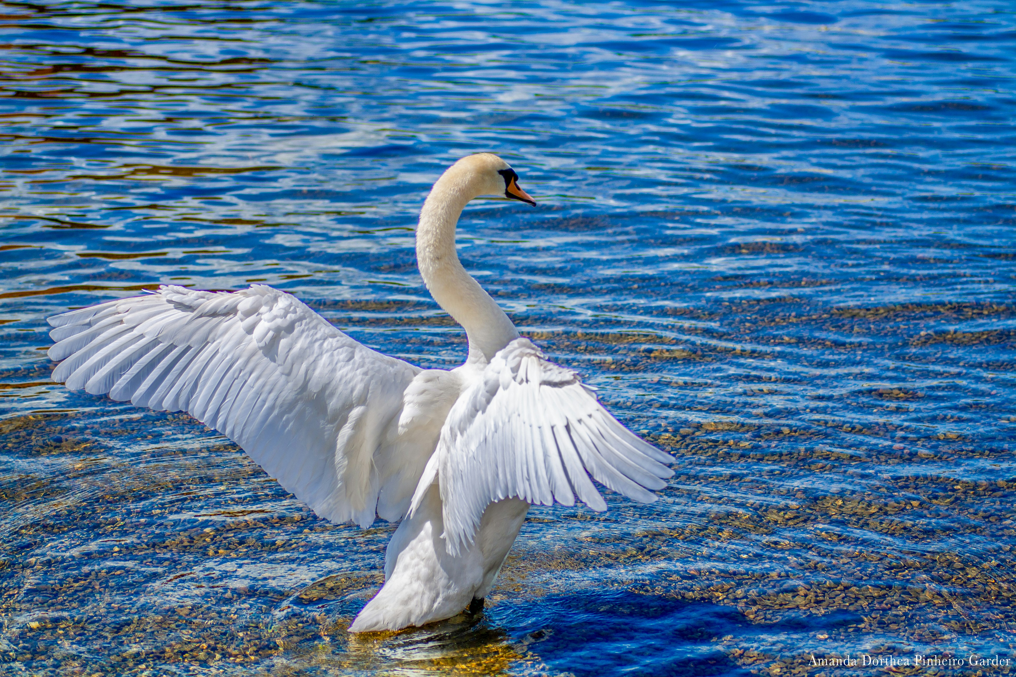 Photo by pinheiro_photo