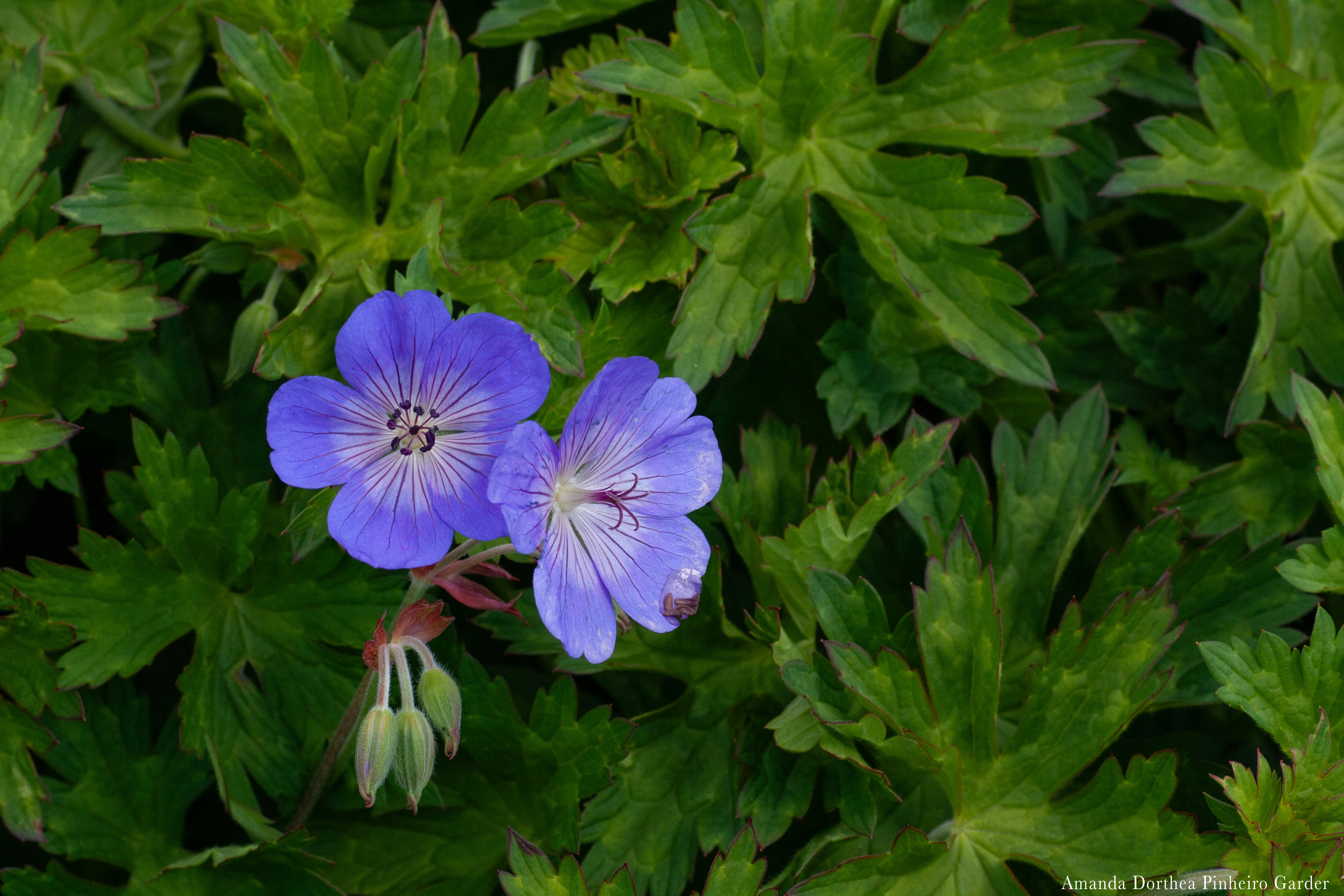 Photo by pinheiro_photo